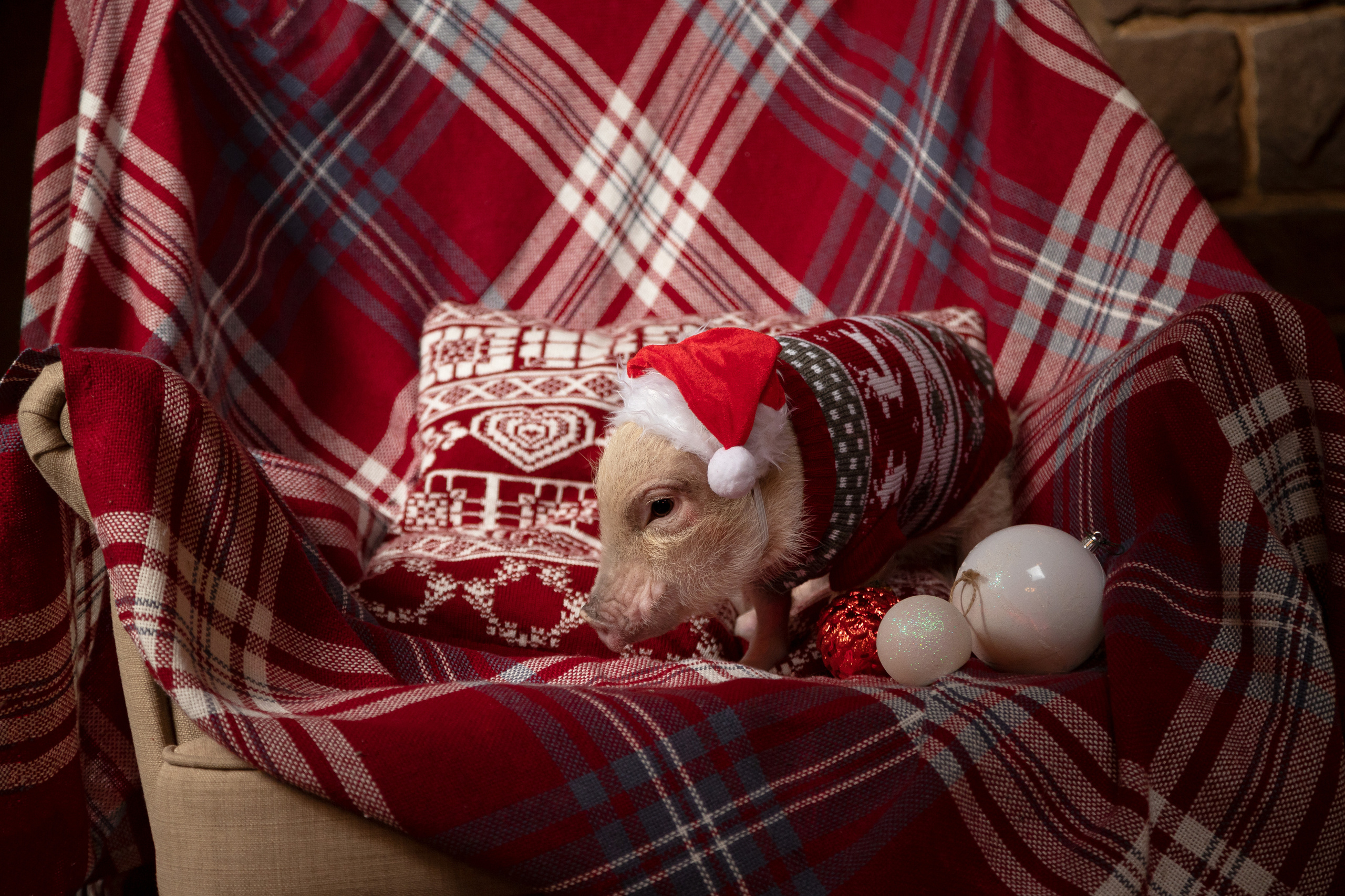 Джулия и Юлия. Новогодняя съёмка. Семейный и свадебный фотограф в Петербурге Евгения и Николай Шевчук
