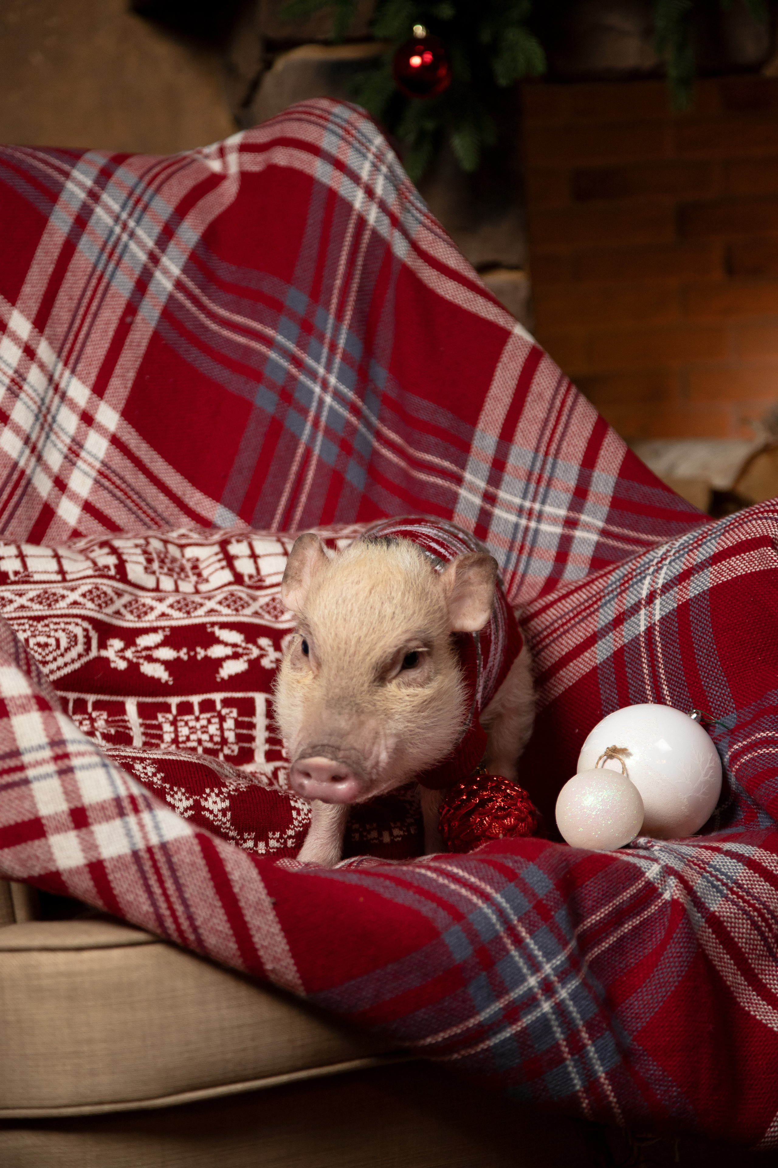Джулия и Юлия. Новогодняя съёмка. Семейный и свадебный фотограф в Петербурге Евгения и Николай Шевчук