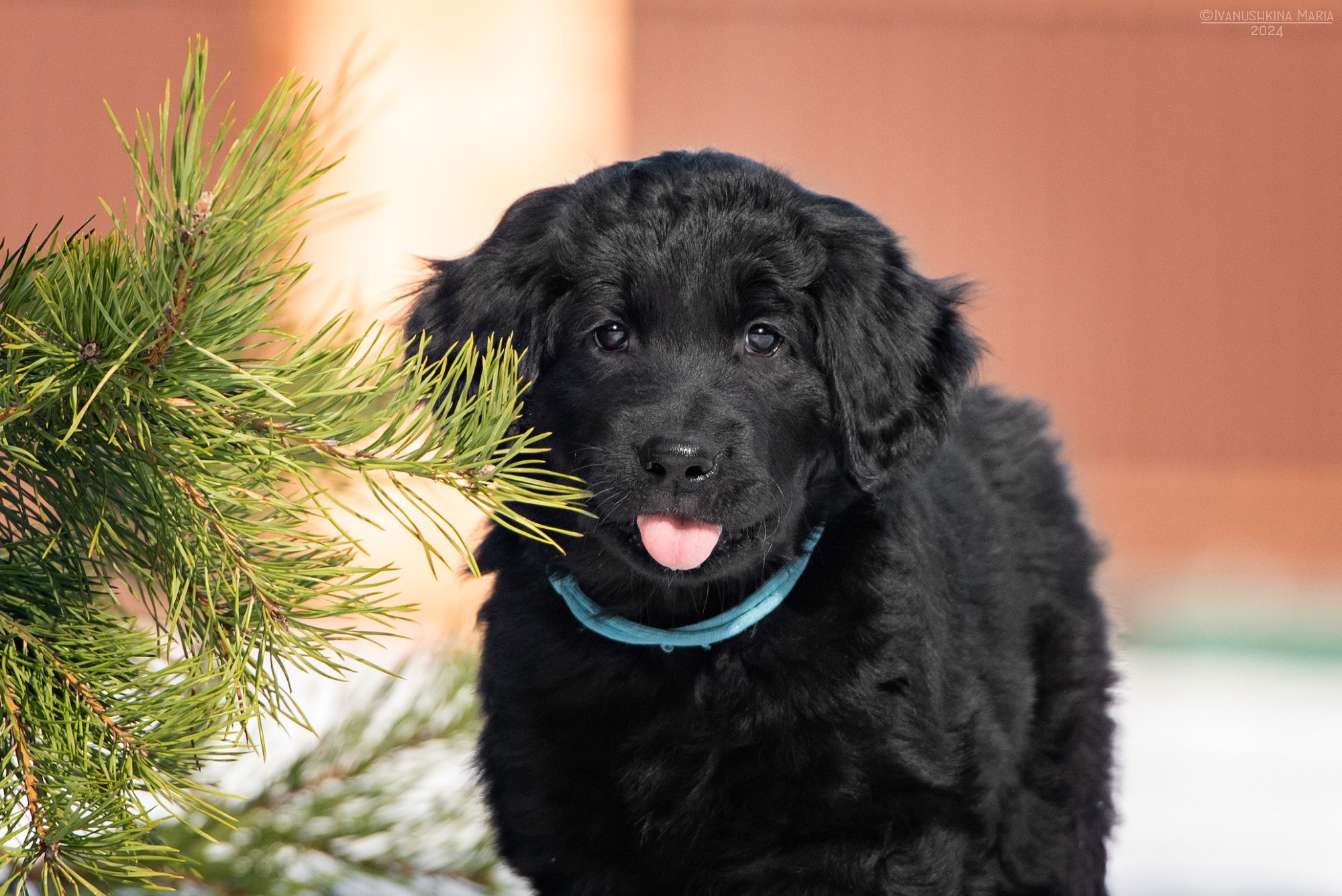 Фотосессия щенков на продажу. Фотограф собак в Москве и Московской области Иванушкина Мария