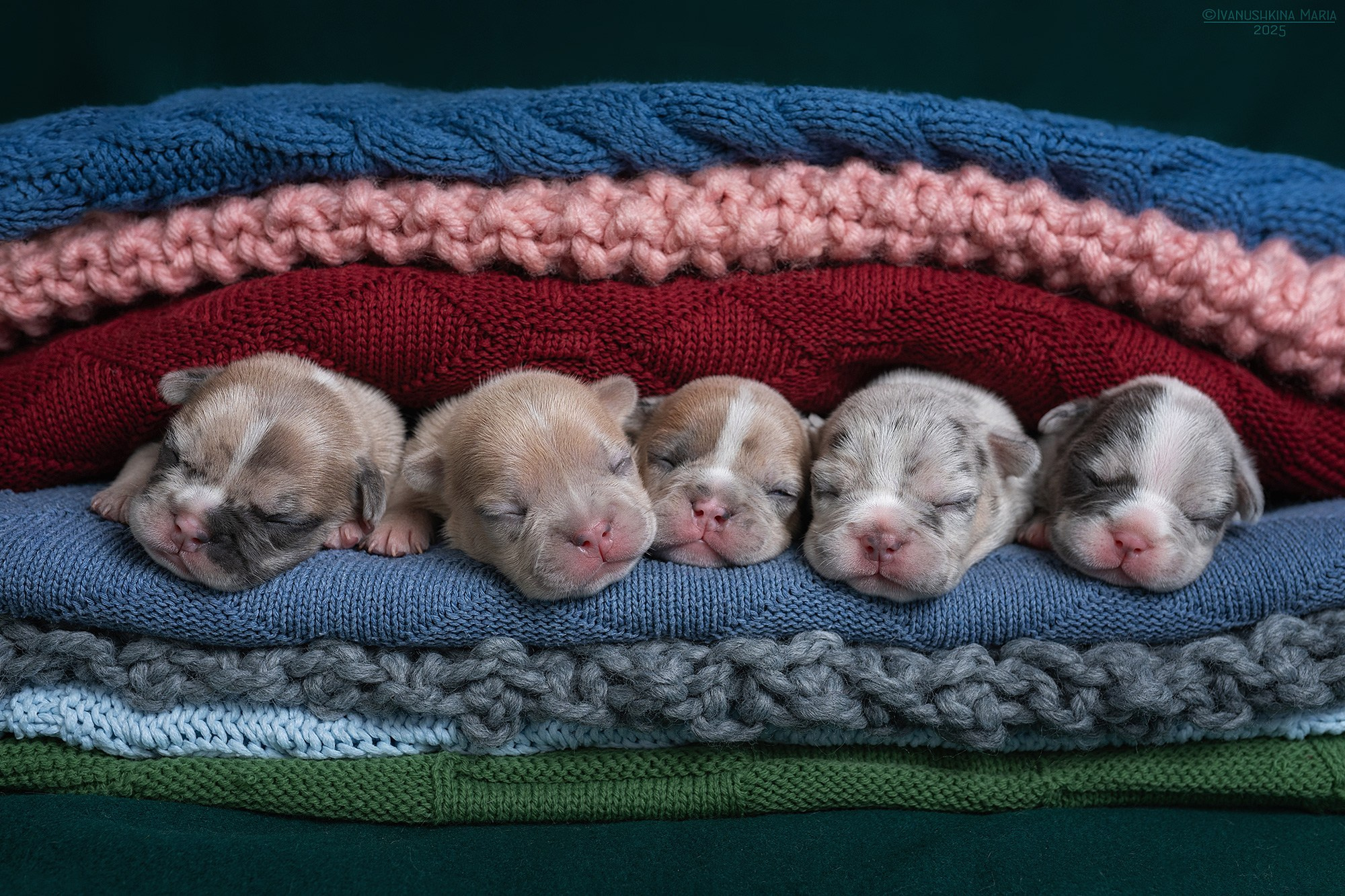 Ньюборн фотосессия щенков. Фотограф собак в Москве и Московской области Иванушкина Мария