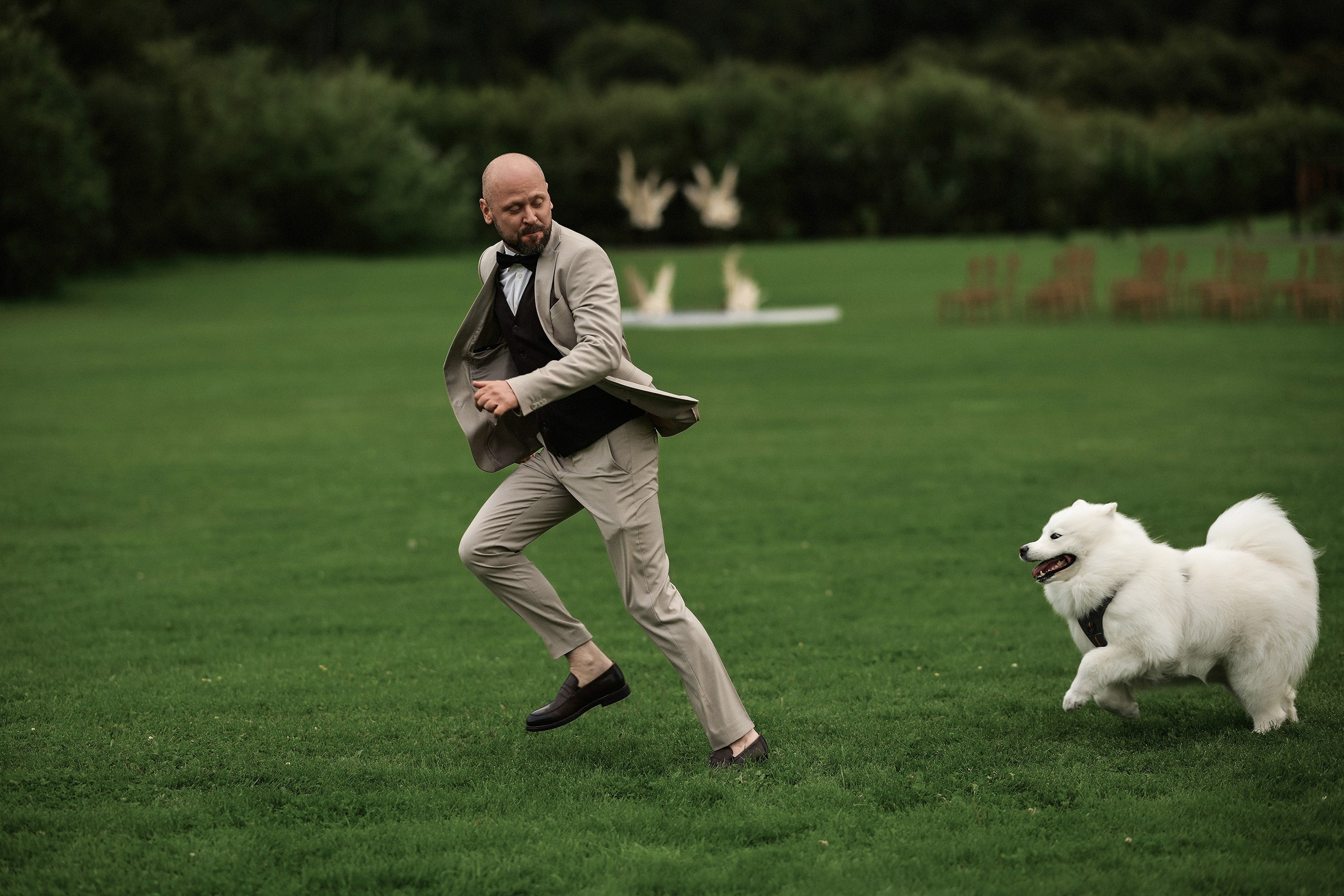 Самоед на свадьбе — свадебная фотосъёмка с собакой. 📸 Свадебный и семейный фотограф в Красноярске Тихомиров Евгений | 17 лет опыта | 800+ свадеб