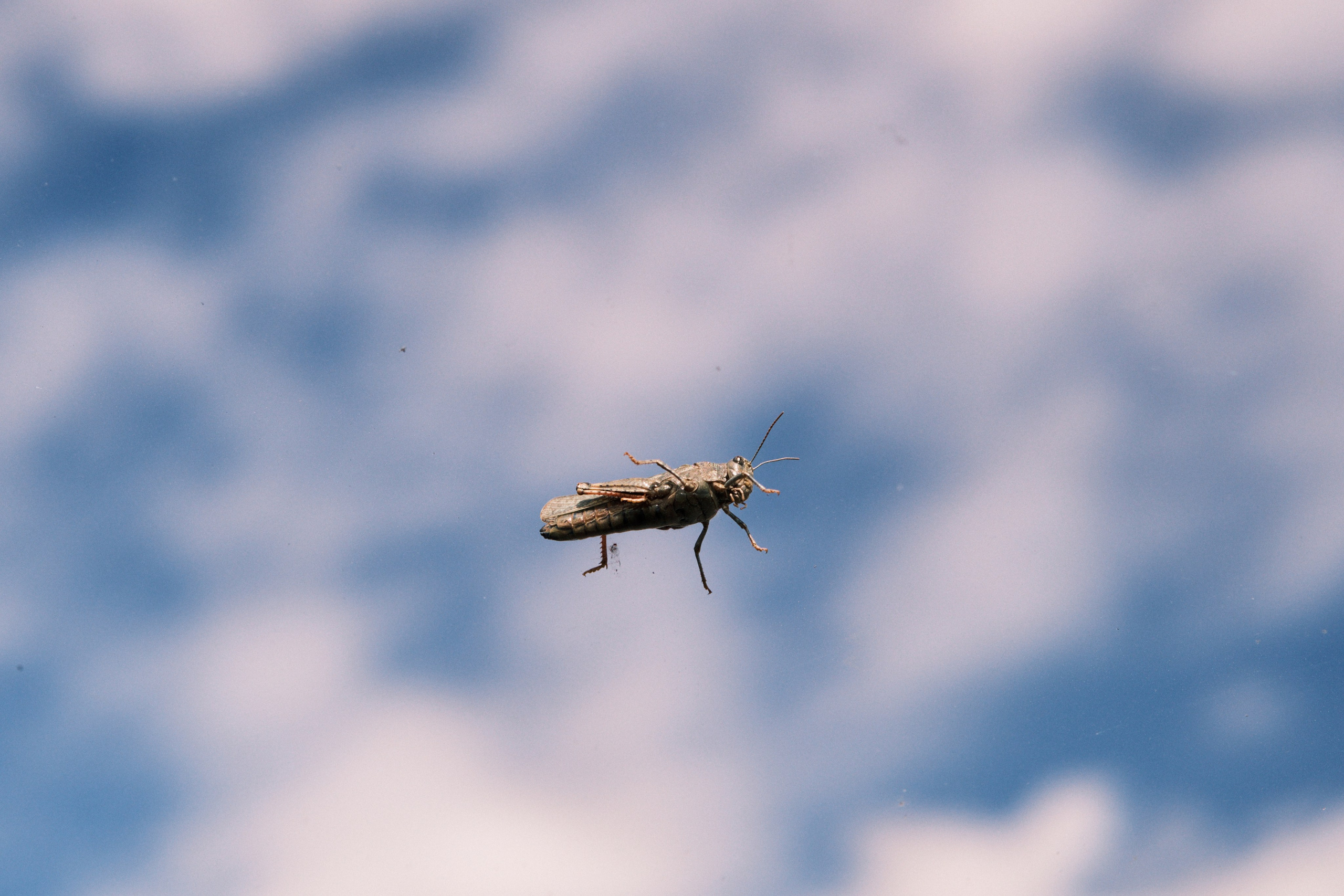 Природа. Антон Ив