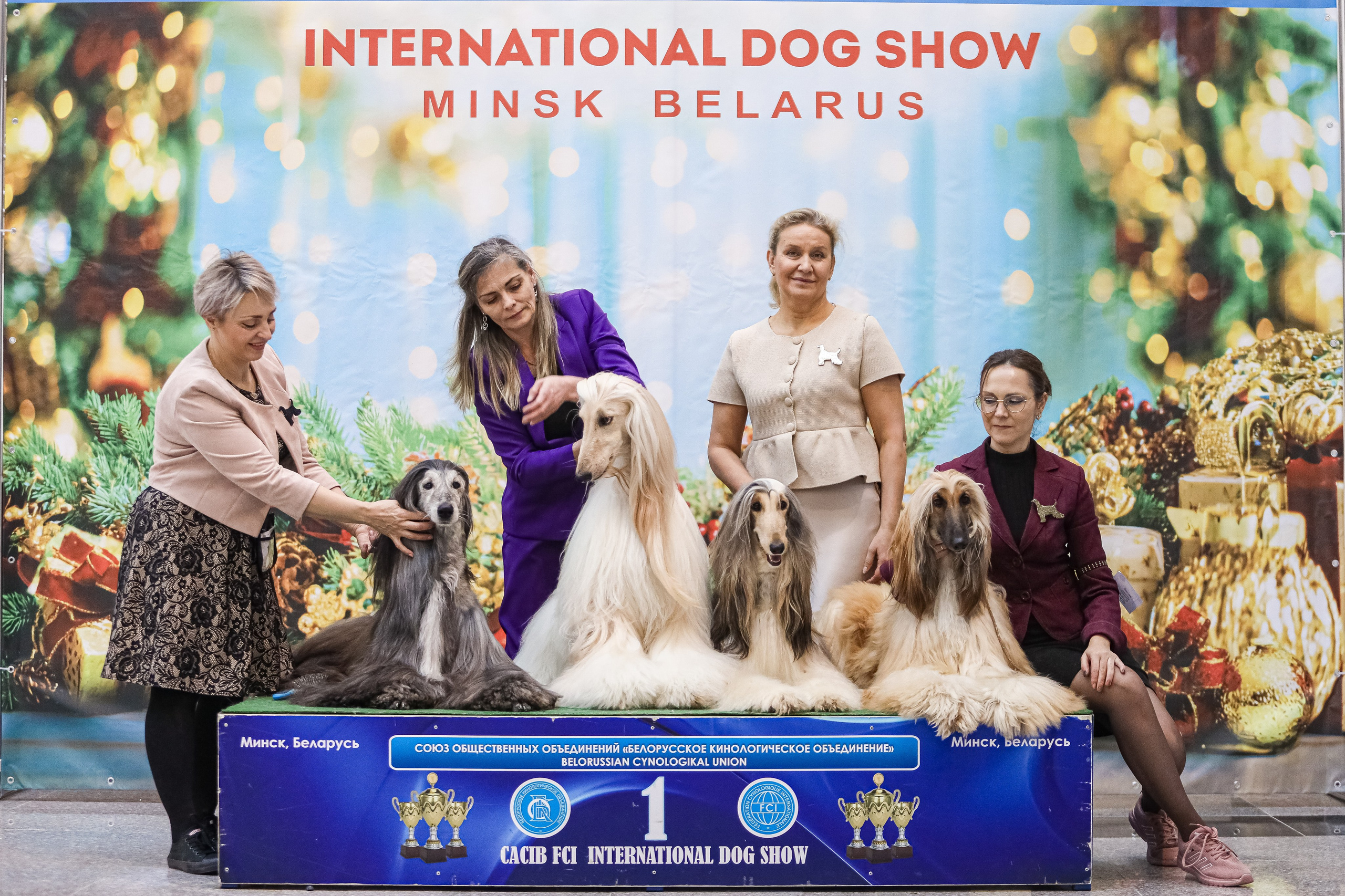 Международная выставка собак СACIB FCI 29-30.11.2025. Галерея фотографий афганской борзой