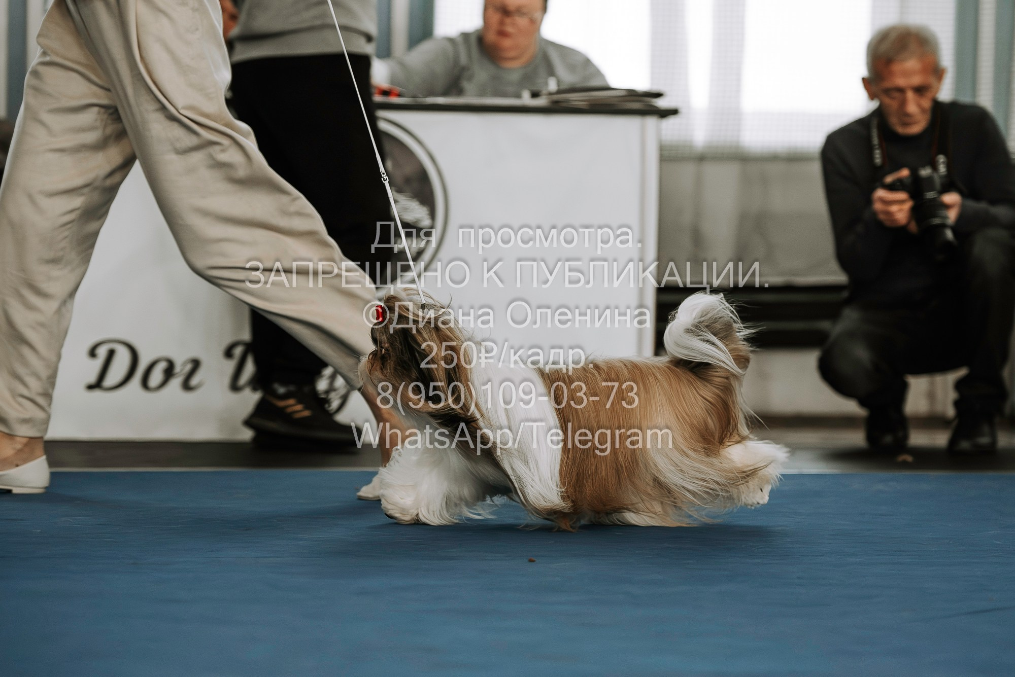 Выставка собак Красноярск 29.10.2023. Фотограф Диана Оленина Красноярск / Братск