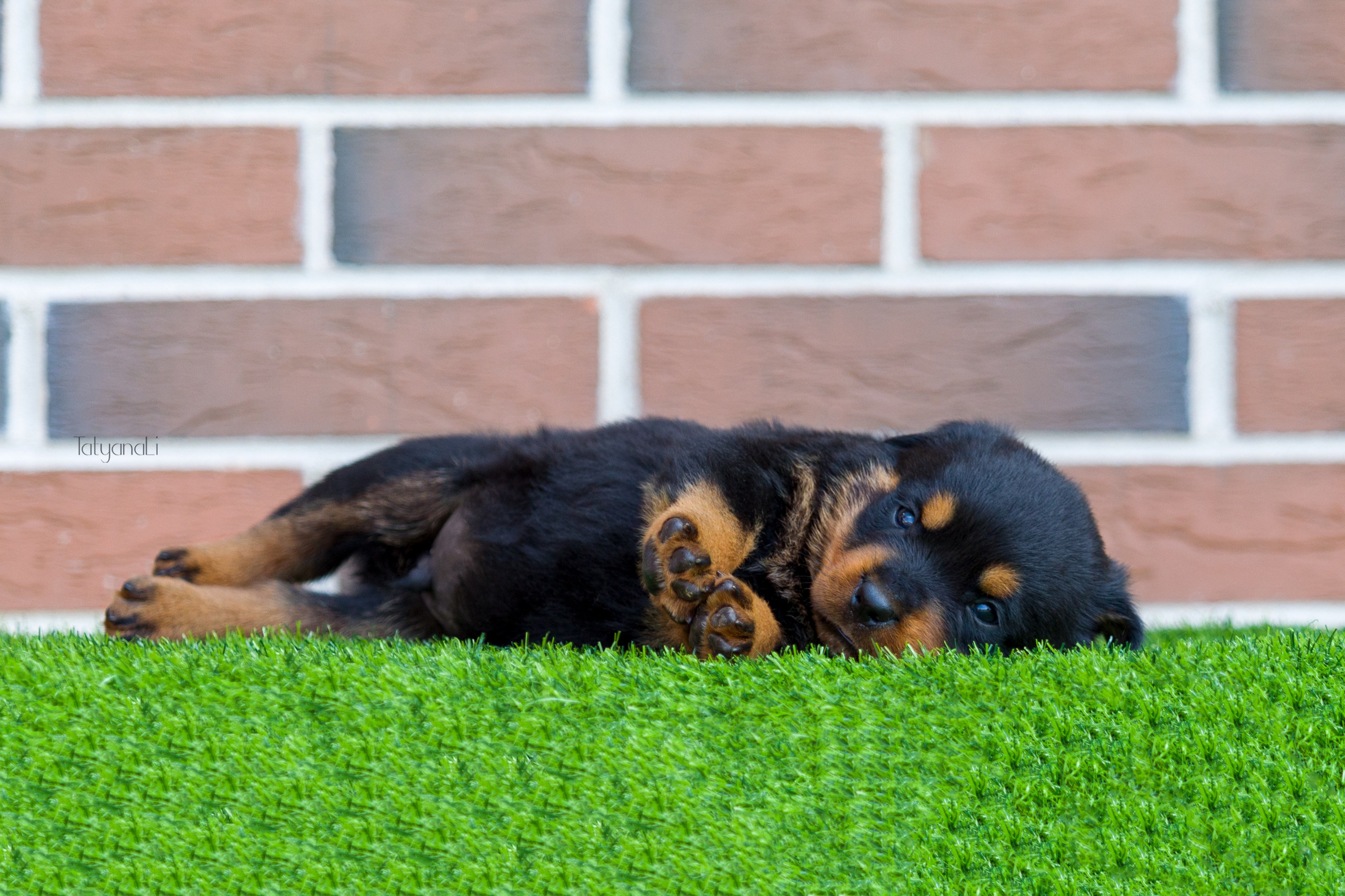 Ротвейлер. Фотограф — анималист Татьяна Ли