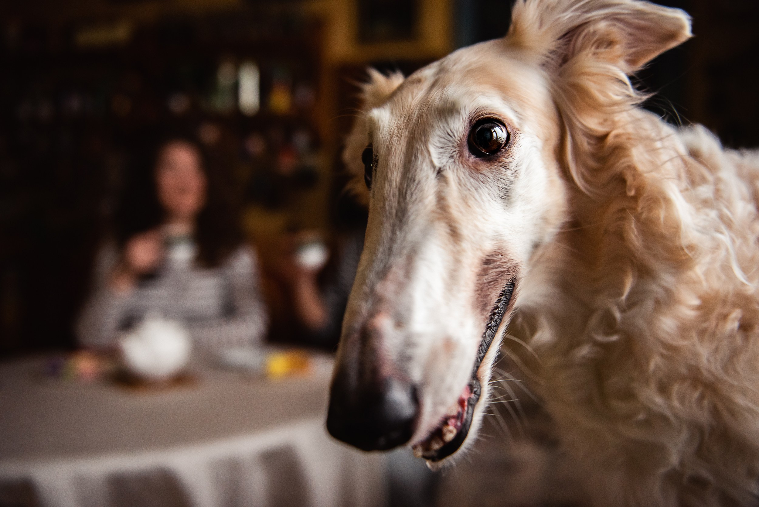 Квартира с картинами. Алиса, Андрей и их пушистая семья. Семейный Фотограф в Москве Ирина Хохлова