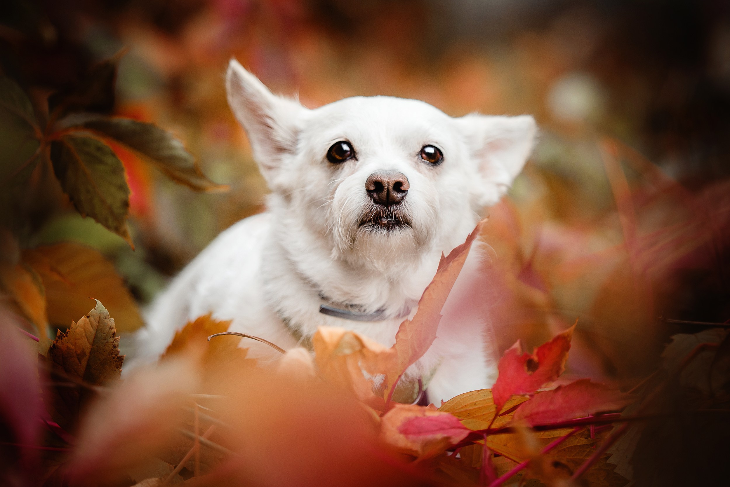 Оля и Бусинка. Семейный Фотограф в Москве Ирина Хохлова