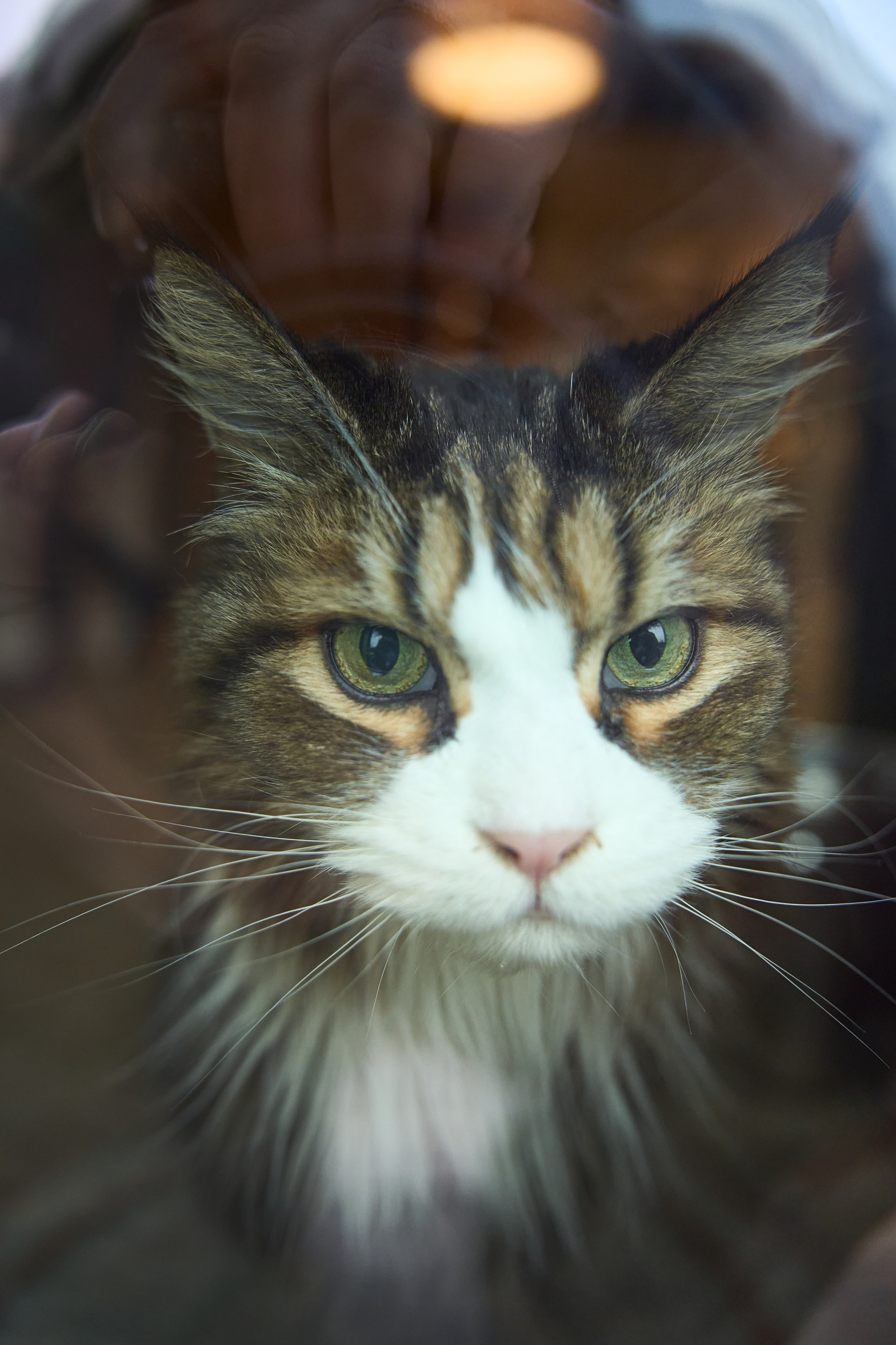 Осенняя история. Фотограф Женя Пашкина