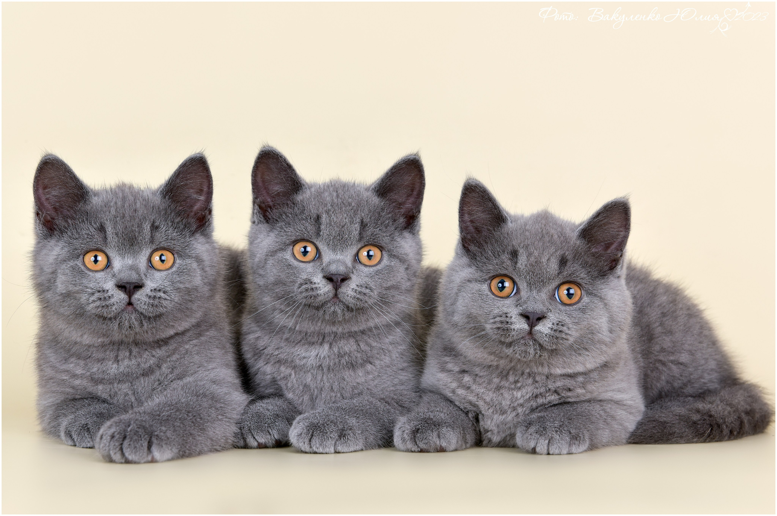 Котята. Фотограф анималист | семейный Юлия Вакуленко, г. Краснодар