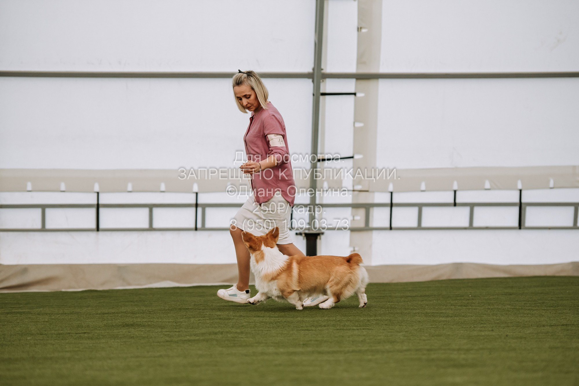 Выставка собак Красноярск 2.06. Фотограф Диана Оленина Красноярск / Братск
