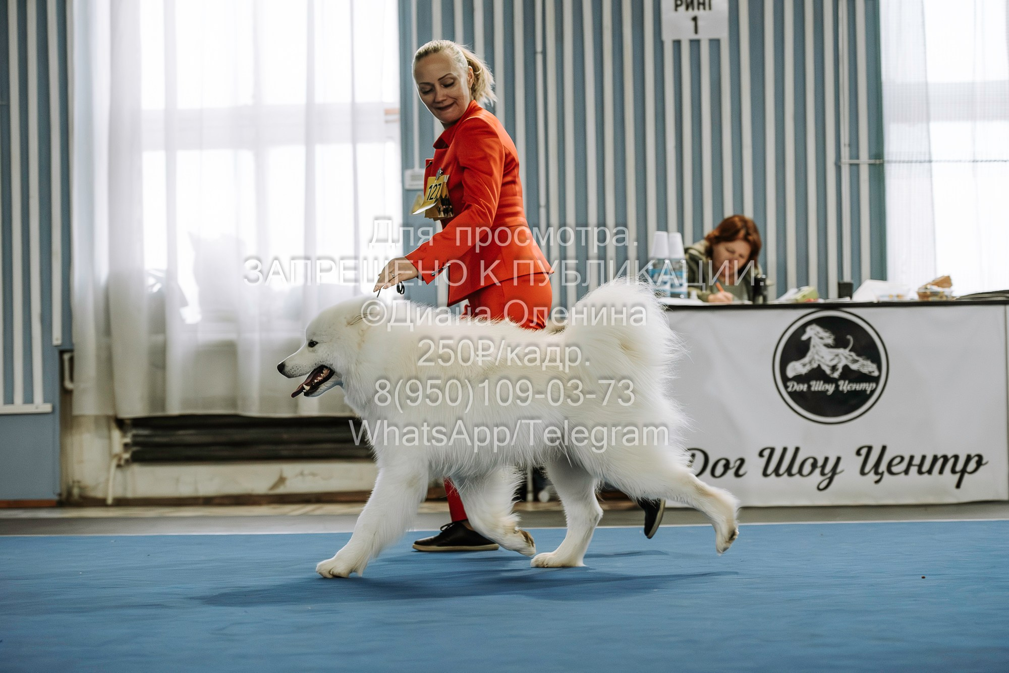 Выставка собак Красноярск 29.10.2023. Фотограф Диана Оленина Красноярск / Братск