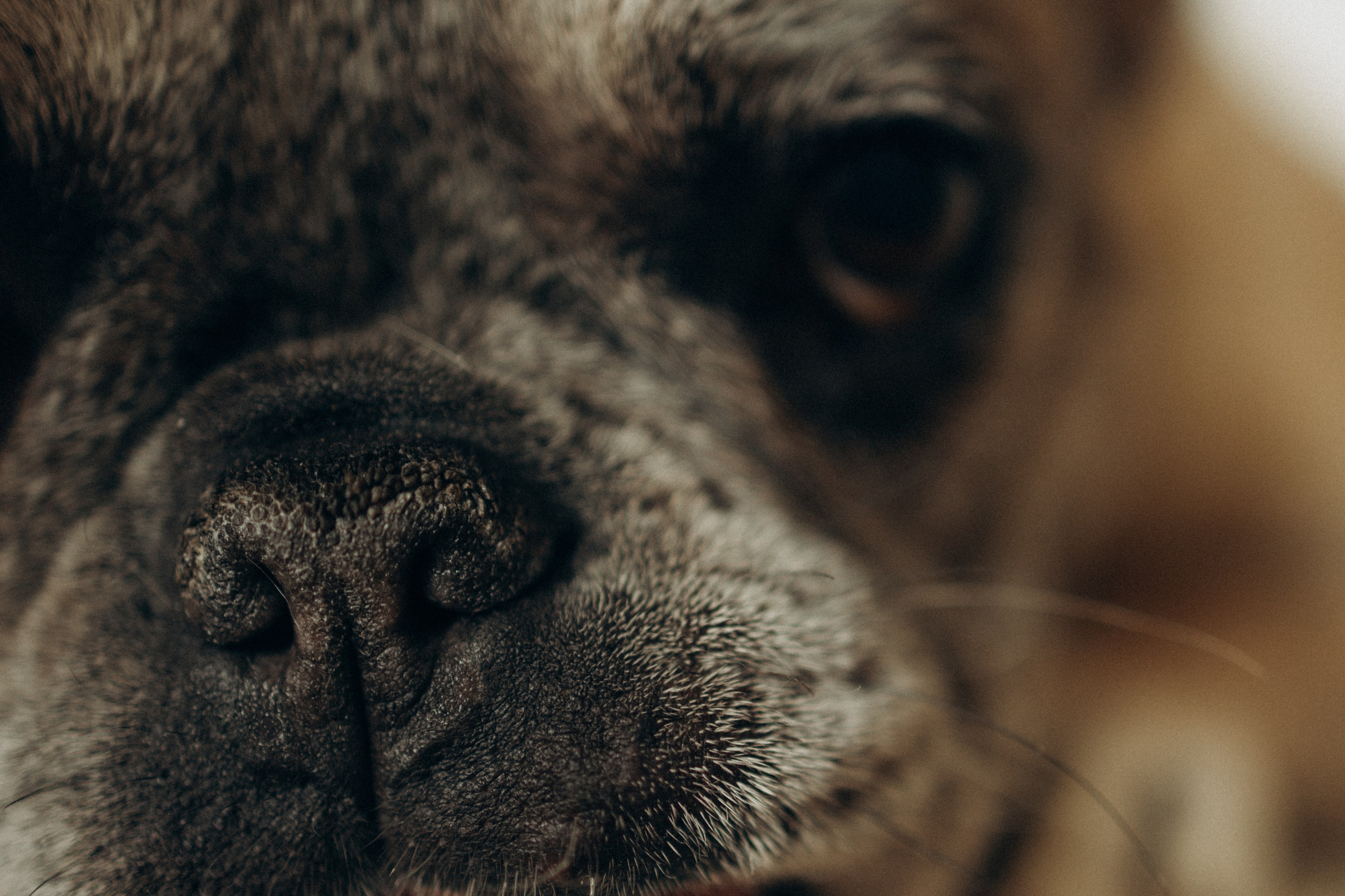 Зефирка, Булка и их Ро. Фотораф — анималист Мария Шистка