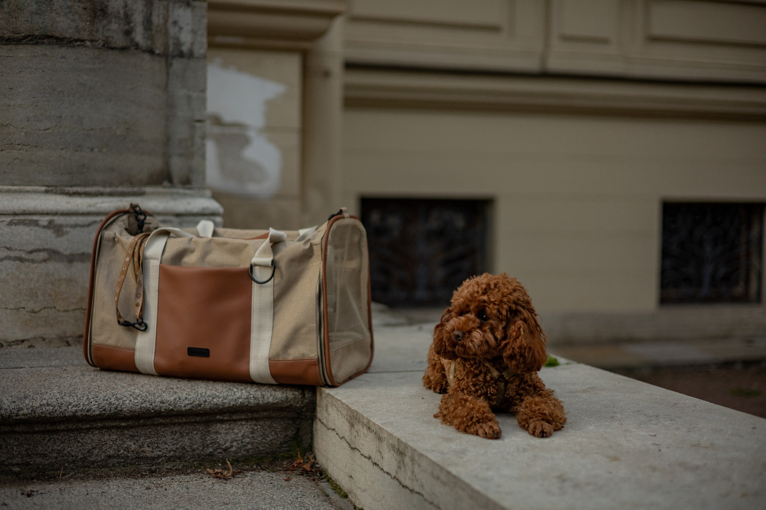 Мишель и её семья. Фотограф — анималист •love-story•|Санкт-Петербург