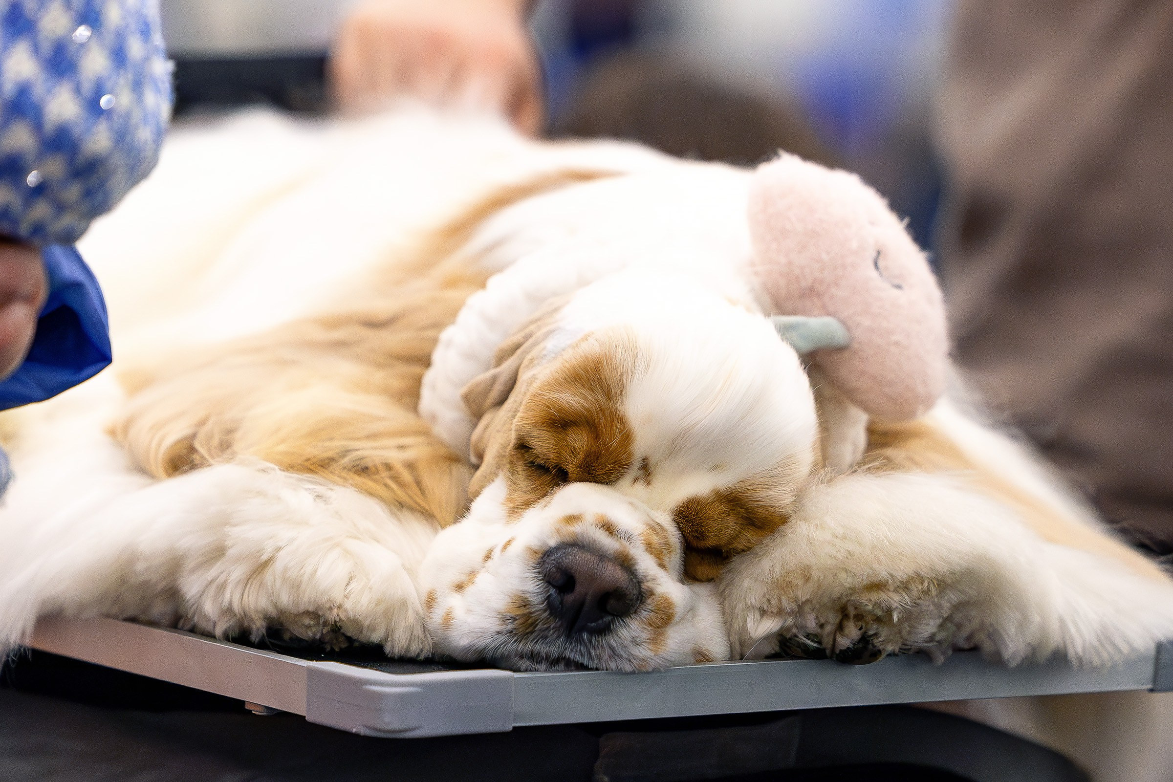 26–27 апреля 2025, Выставка РКФ, г. Санкт-Петербург. Htykk_photo