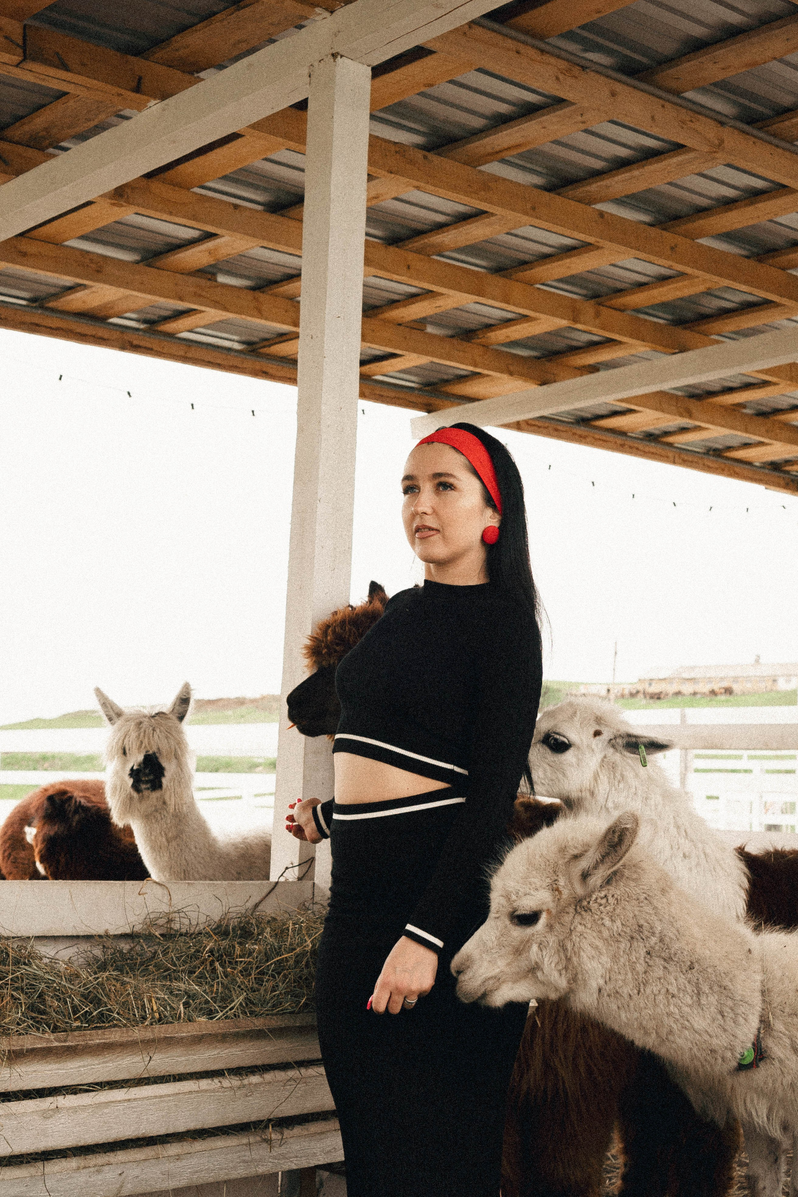 Ферма Альпак. Профессиональный фотограф, Санкт-Петербург — Виктория Богомолова