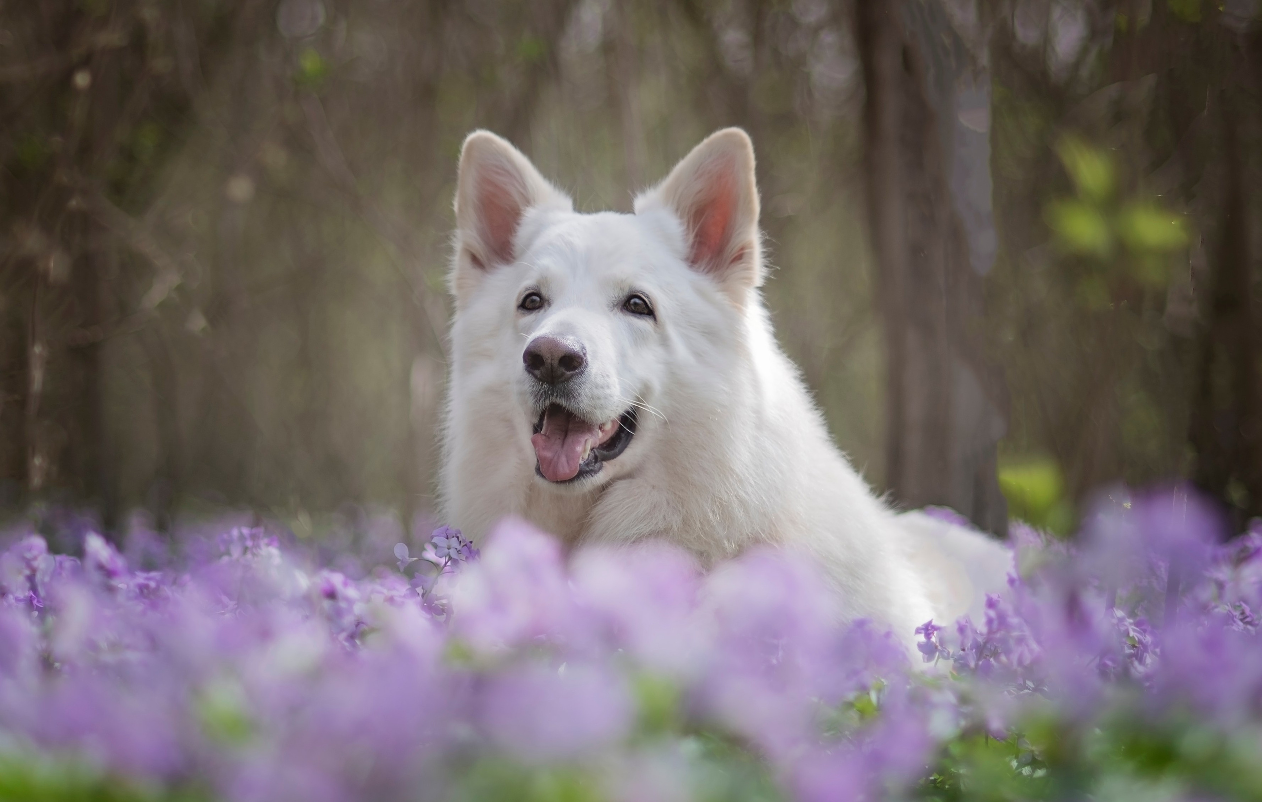 Каспер. Фотограф анималист Ставрополь Яна Кудлай