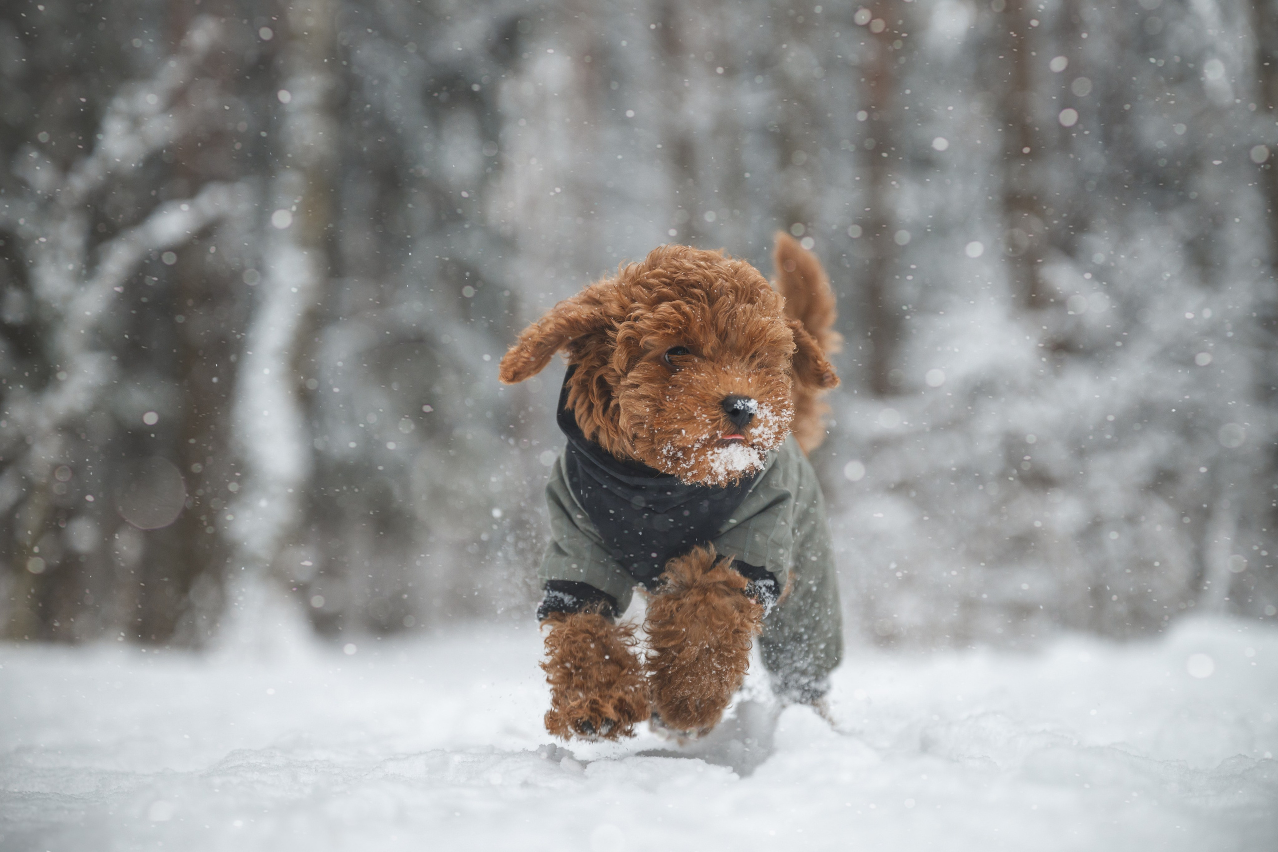Щенок пуделя. Фотограф Анималист в Москве Анастасия Жучкова