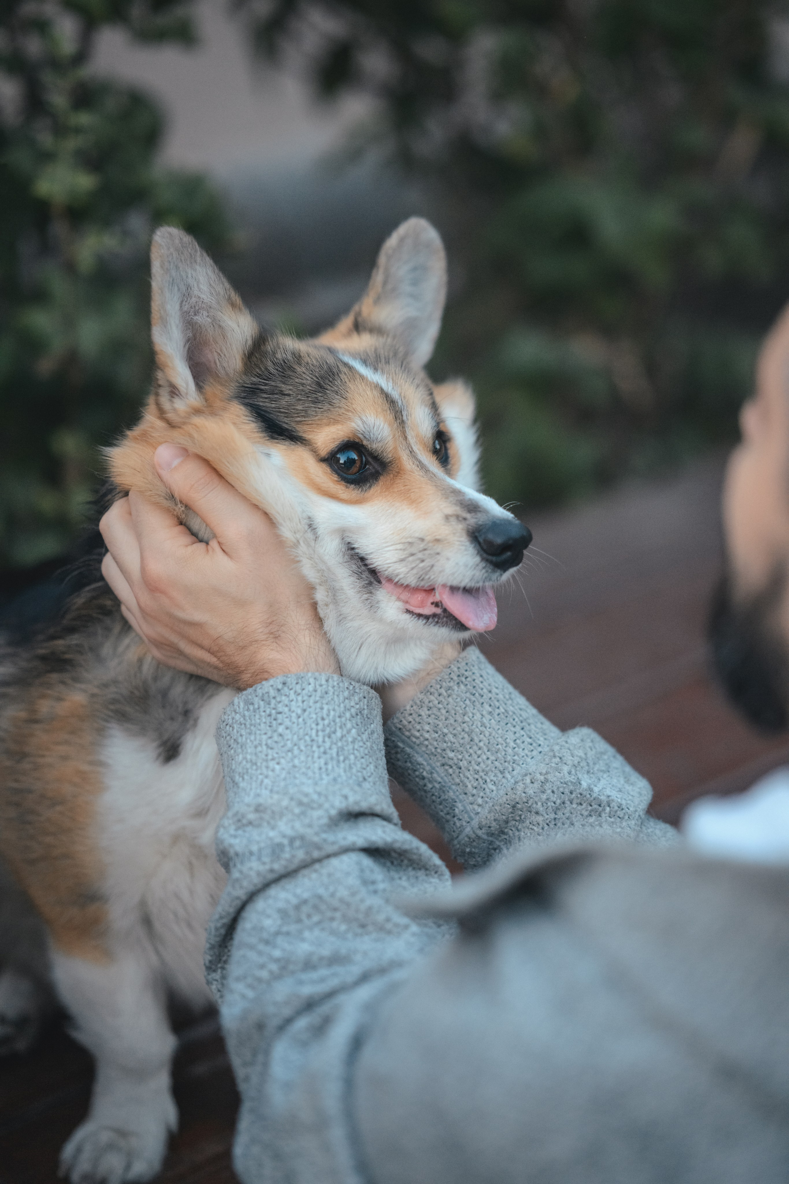 Ева, Леша и Лаванда. Фотограф Анималист в Москве Анастасия Жучкова
