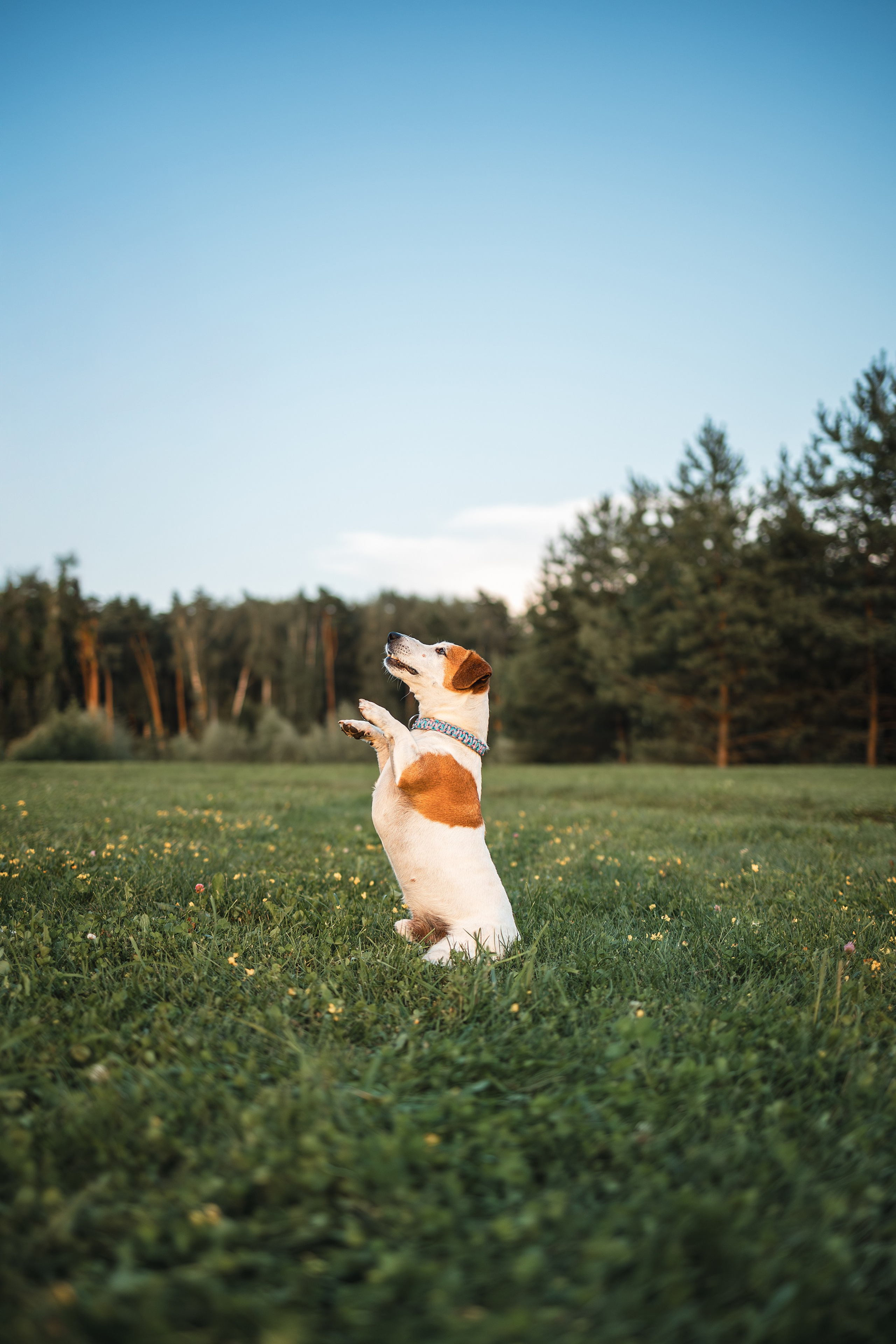 Юлиана и Риф (в обработке). Фотограф Анималист в Москве Анастасия Жучкова