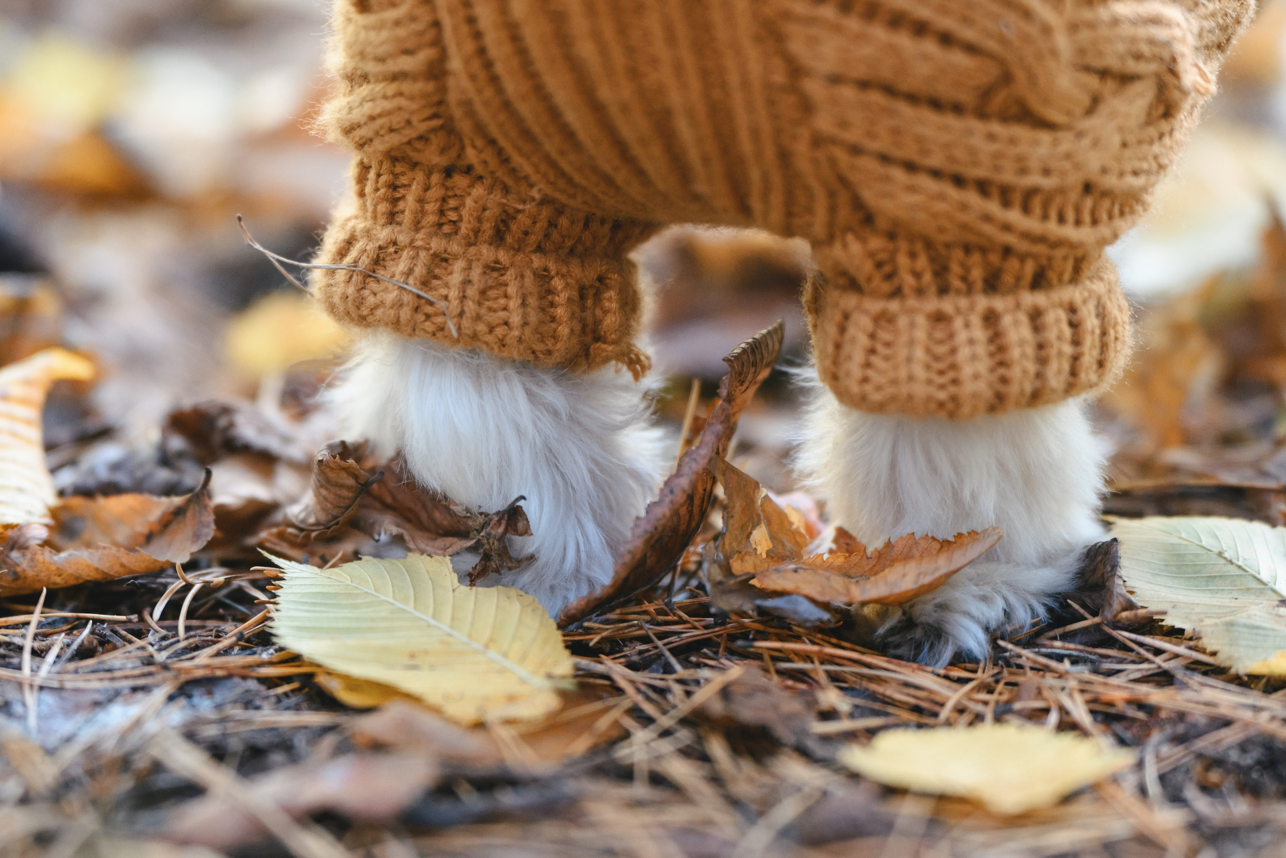 Ирина и Винни. Фотограф Анималист в Москве Анастасия Жучкова