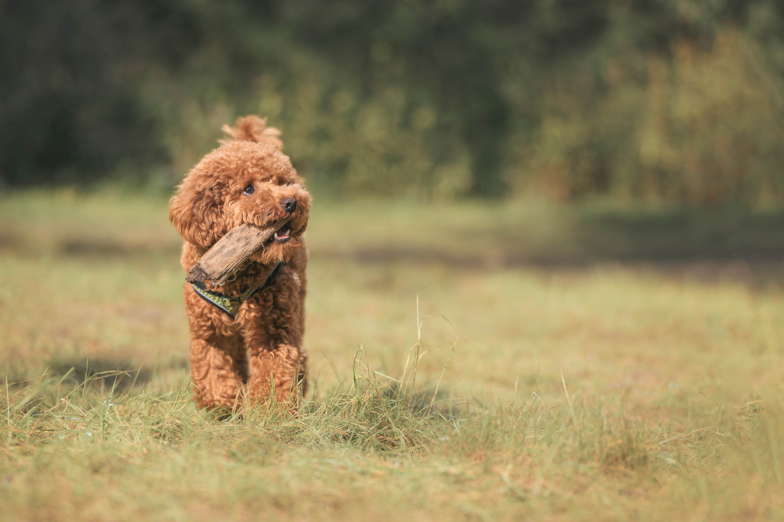 Пудель. Фотограф Анималист в Москве Анастасия Жучкова