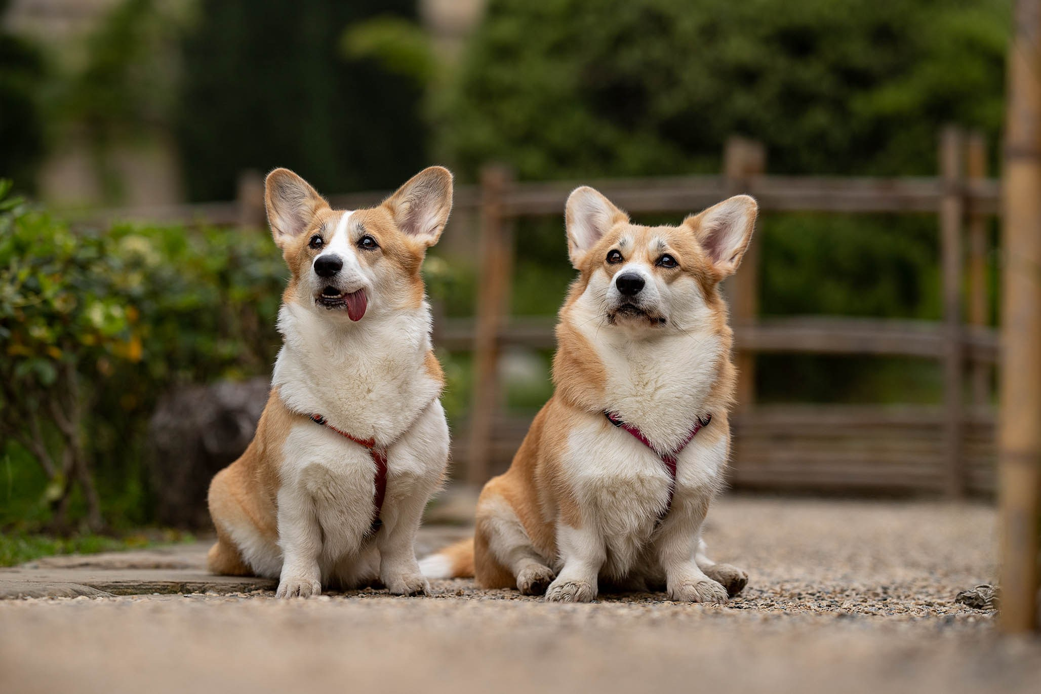 Лиса и Деви, корги. Ирина Голомб|Фотограф-анималист в  Сочи и Калининграде