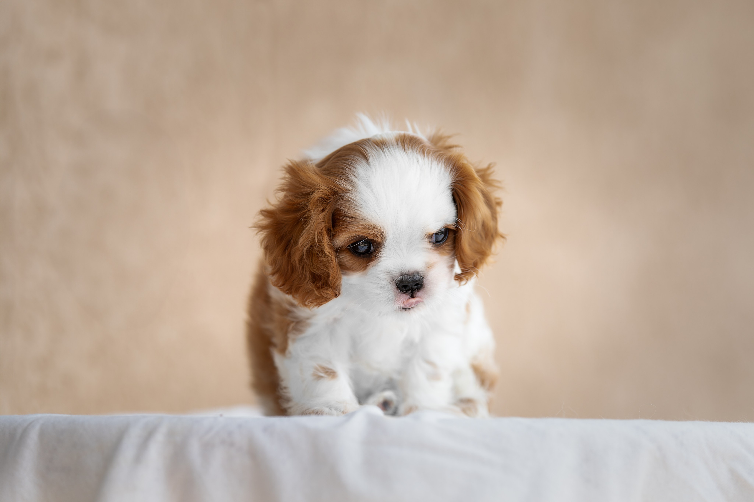 Малыши Кавалер Кинг Чарльз Спаниели. Ирина Голомб|Фотограф-анималист в  Сочи и Калининграде