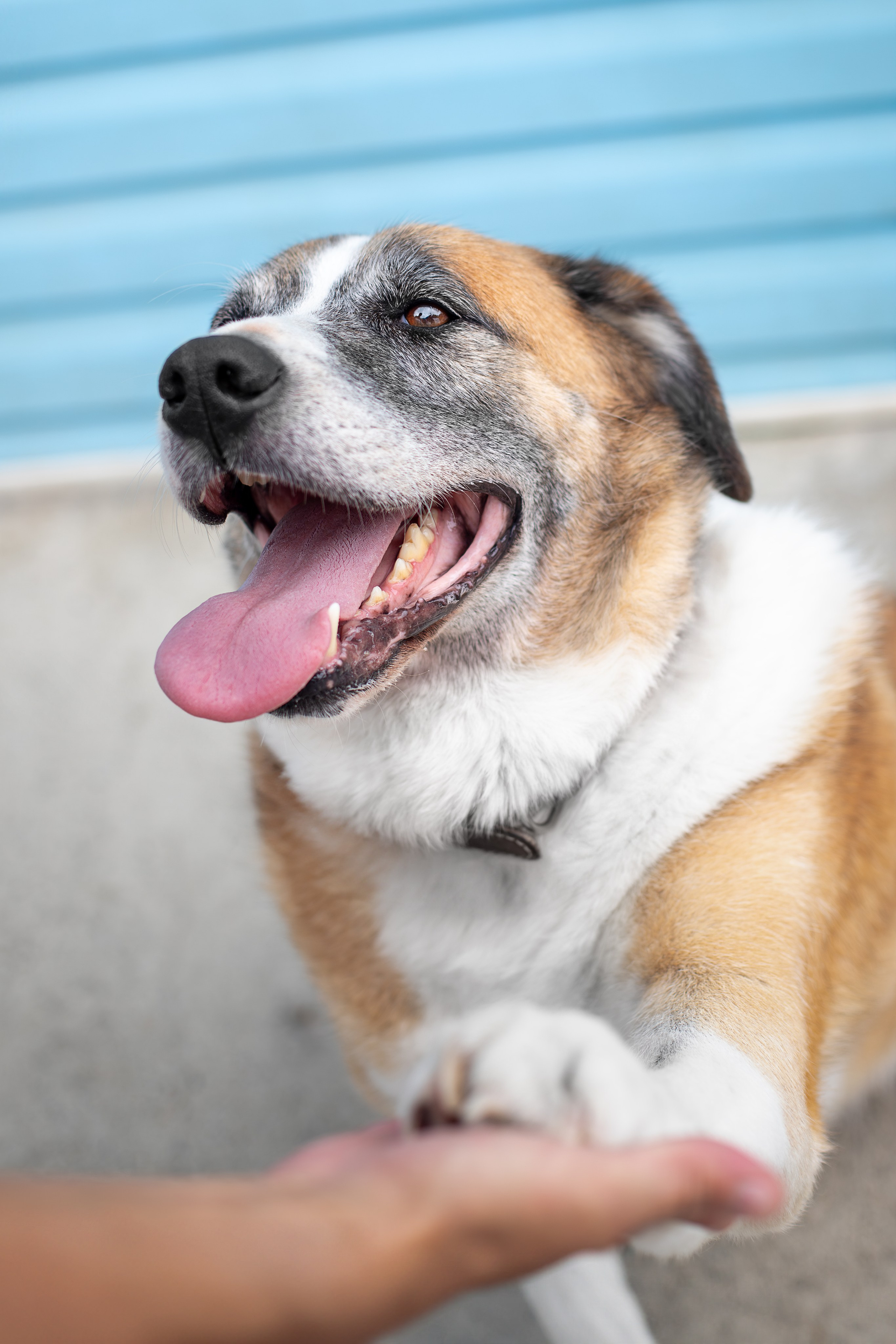 Мини-приют «Возрождение». Ирина Голомб|Фотограф-анималист в  Сочи и Калининграде