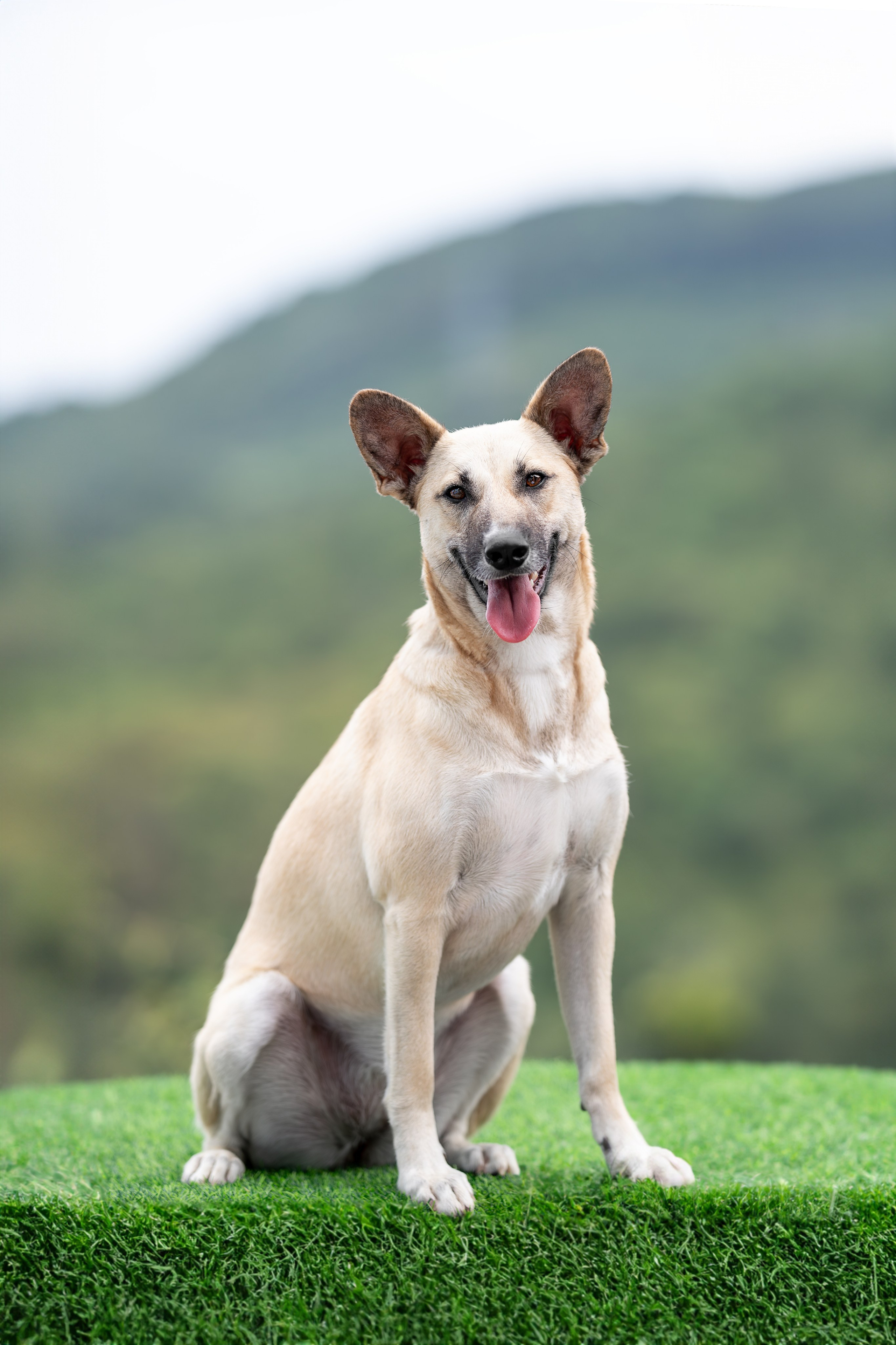 Мини-приют «Возрождение». Ирина Голомб|Фотограф-анималист в  Сочи и Калининграде