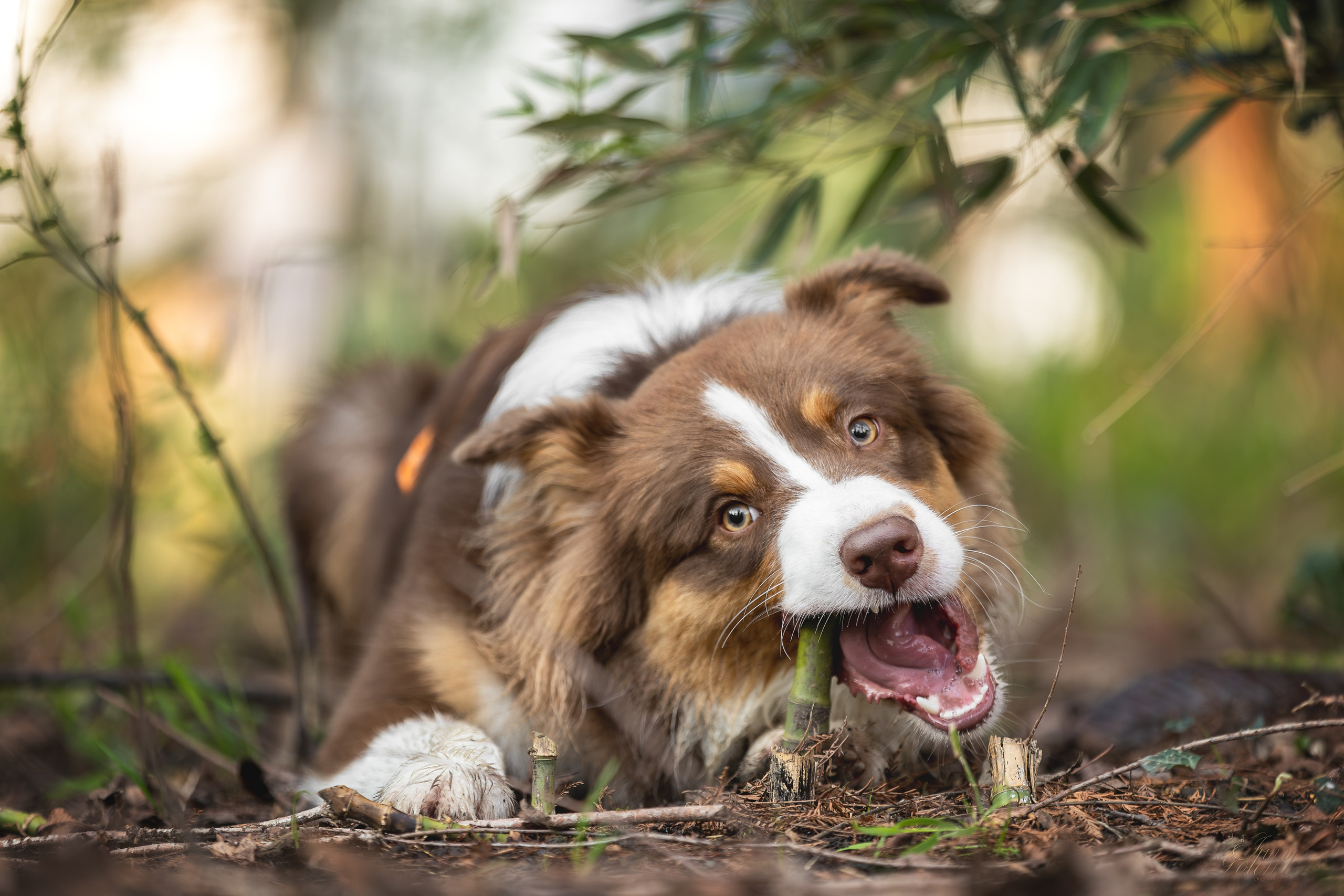 Бадди, Австралийская Овчарка. Ирина Голомб|Фотограф-анималист в  Сочи и Калининграде