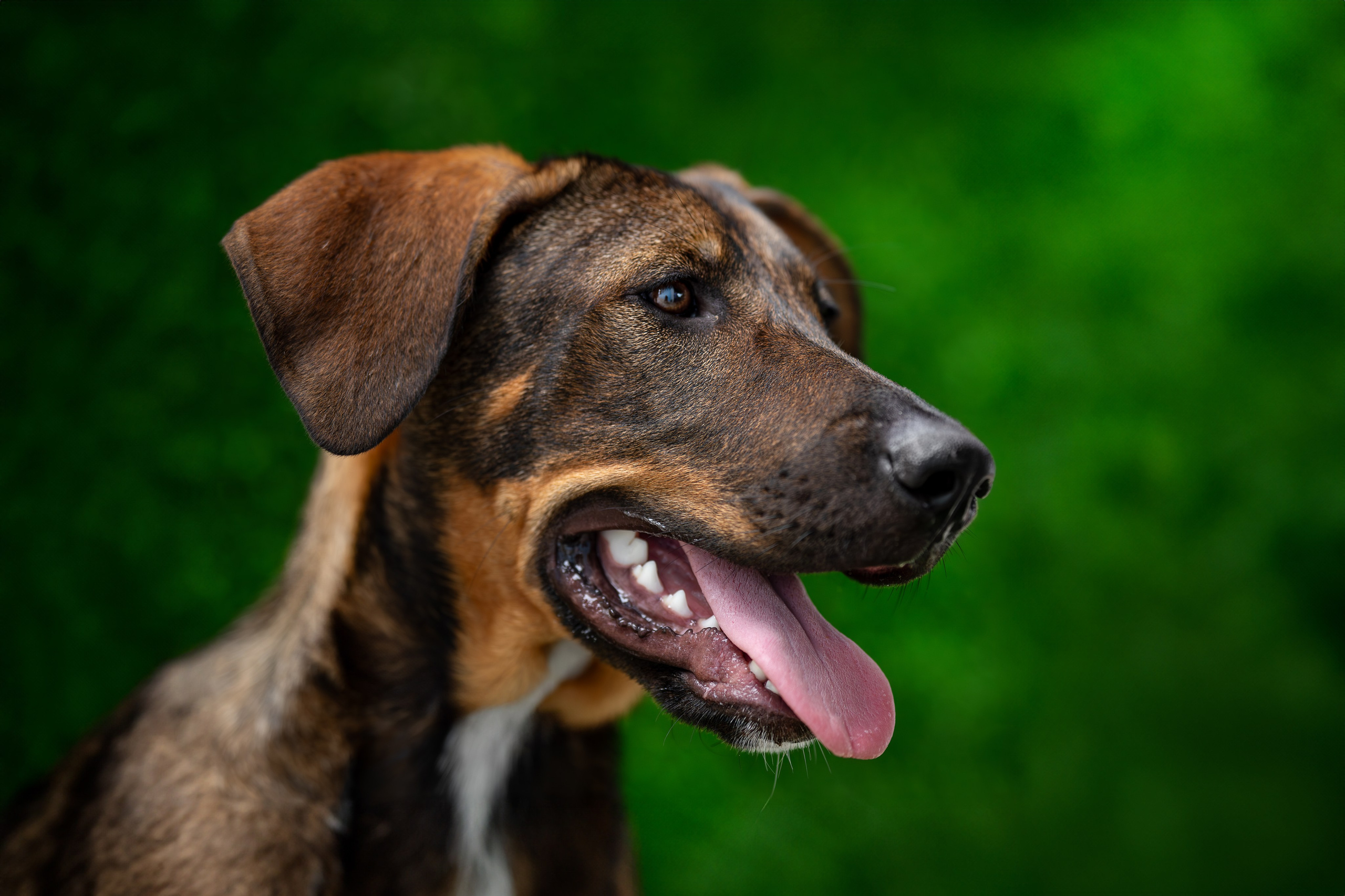 Мини-приют «Возрождение». Ирина Голомб|Фотограф-анималист в  Сочи и Калининграде