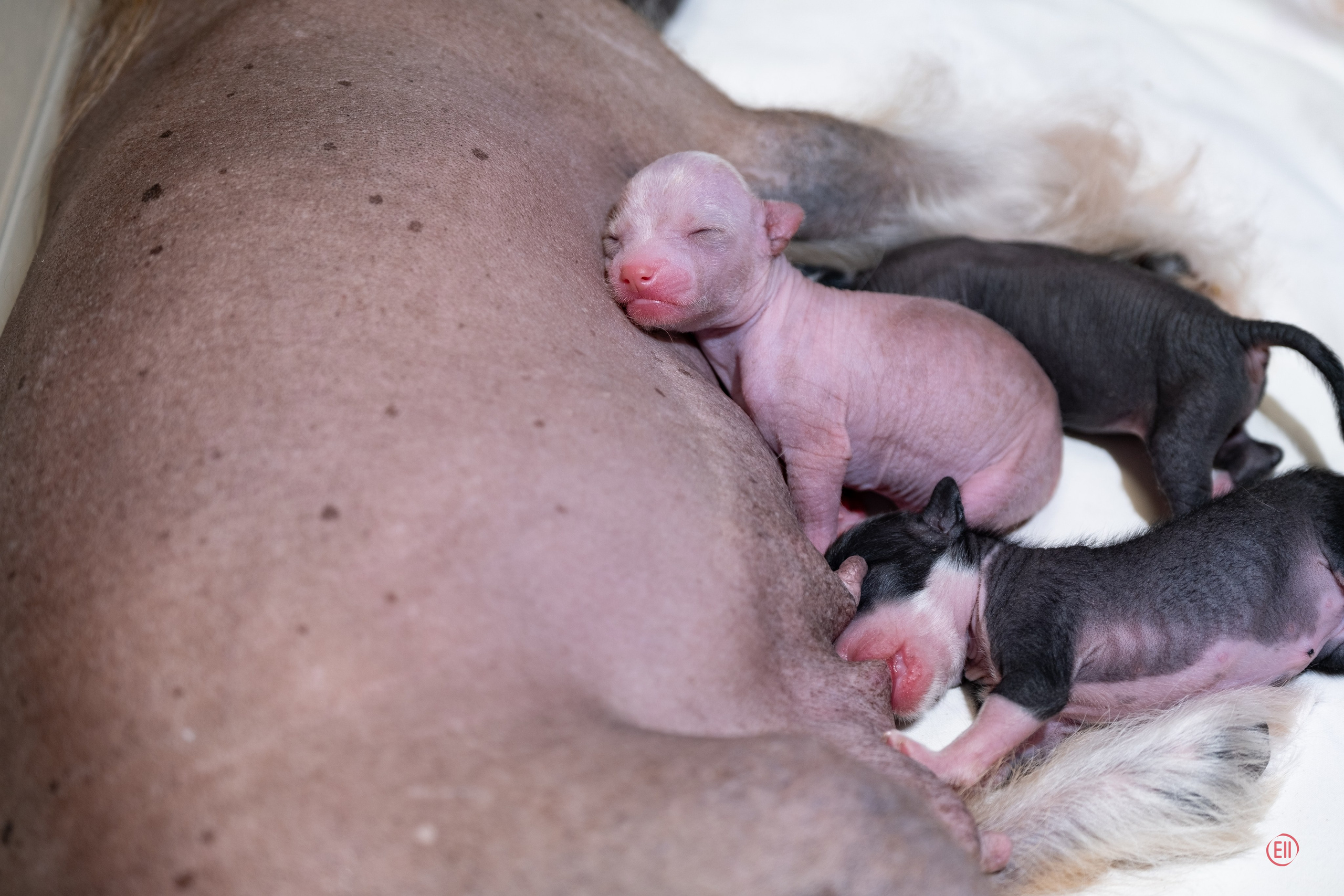 4-й день. Poale Ell Dora