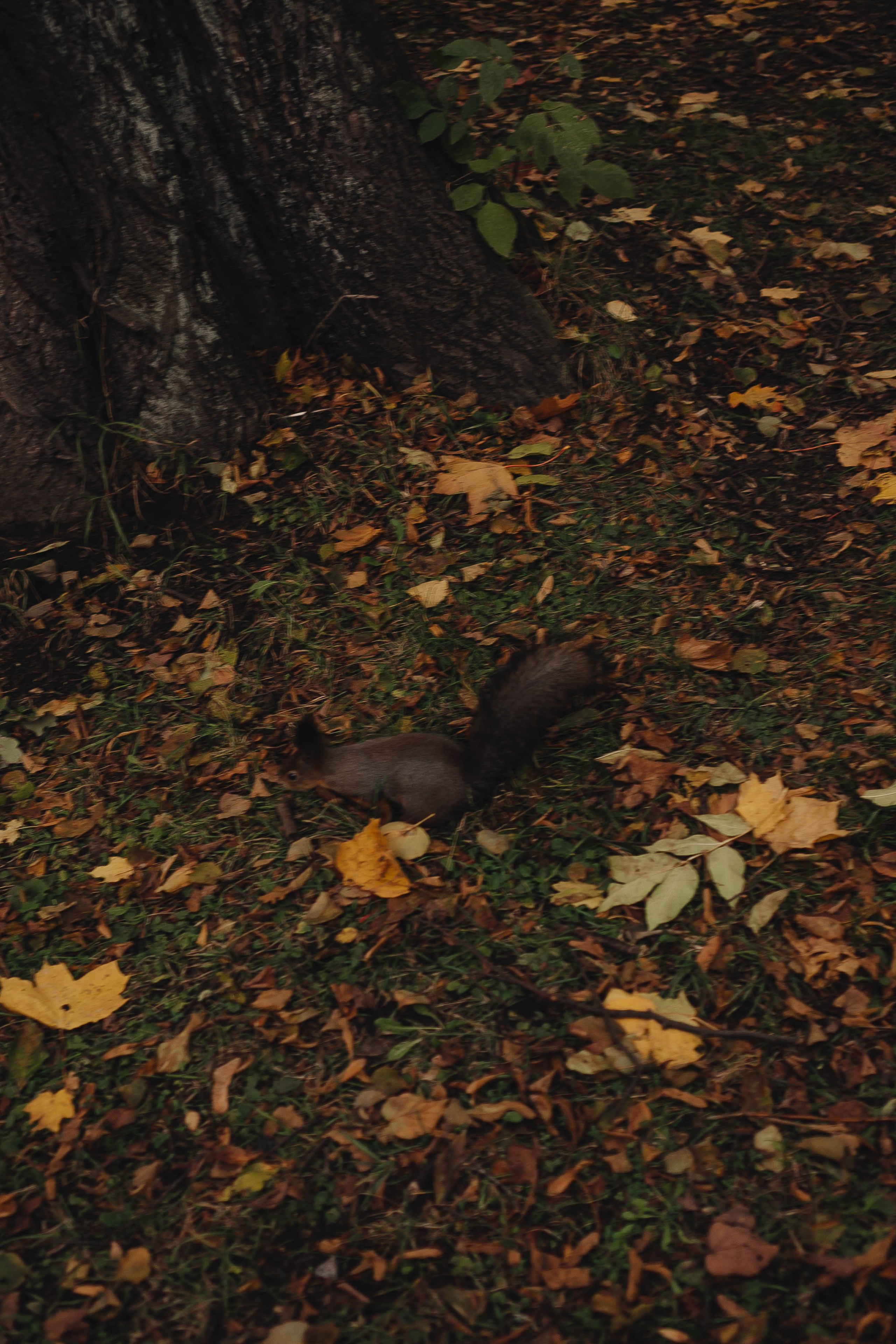 Осень. Профессиональный фотограф, Санкт-Петербург — Виктория Богомолова