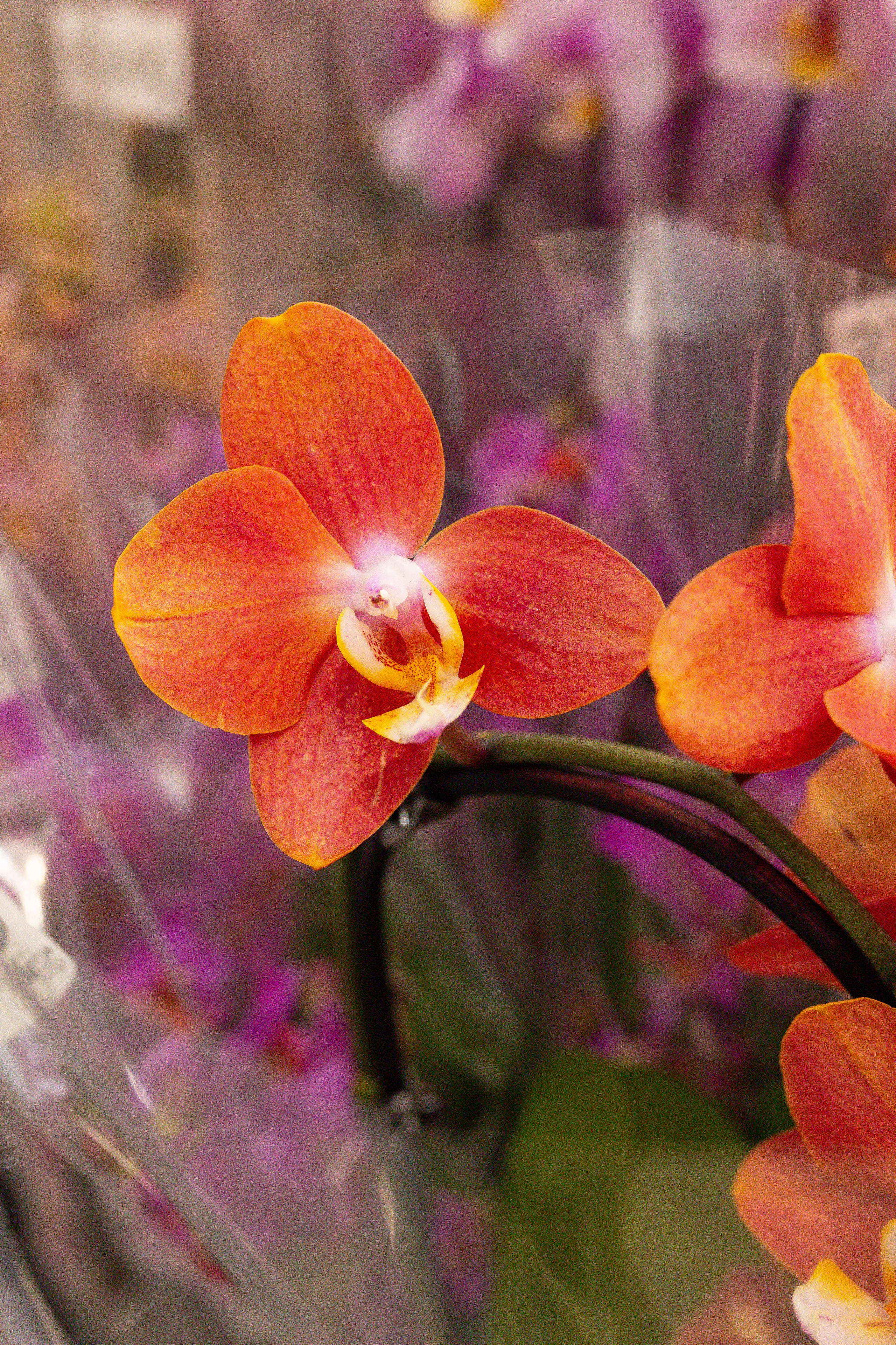 Орхидиум сентябрь 2025. Александра Куликова фотограф, Москва