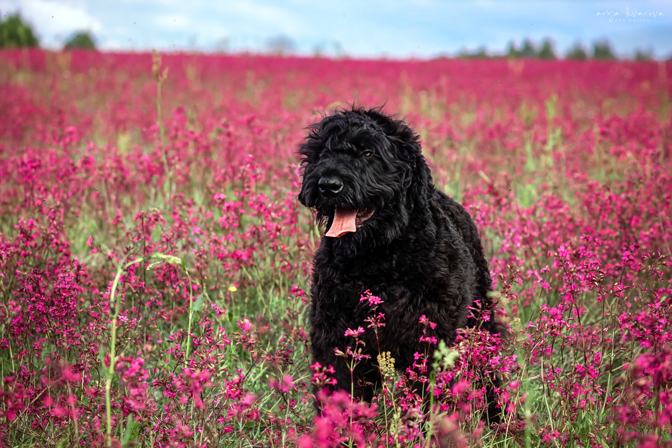 Смолка клейкая. Фотограф анималист Аня Ливанова | Рыбинск