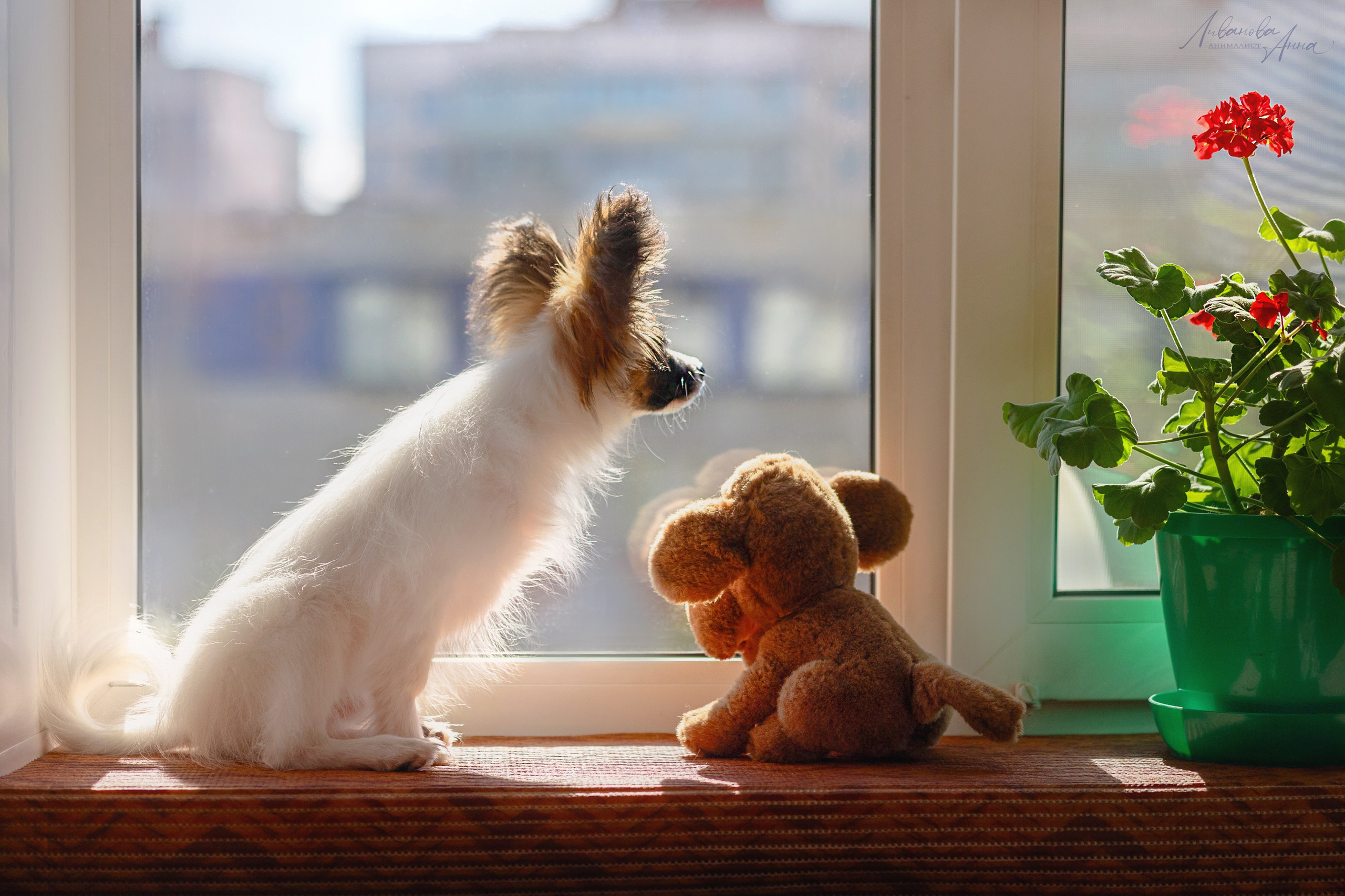 Хьюстон. Фотограф анималист Аня Ливанова | Рыбинск