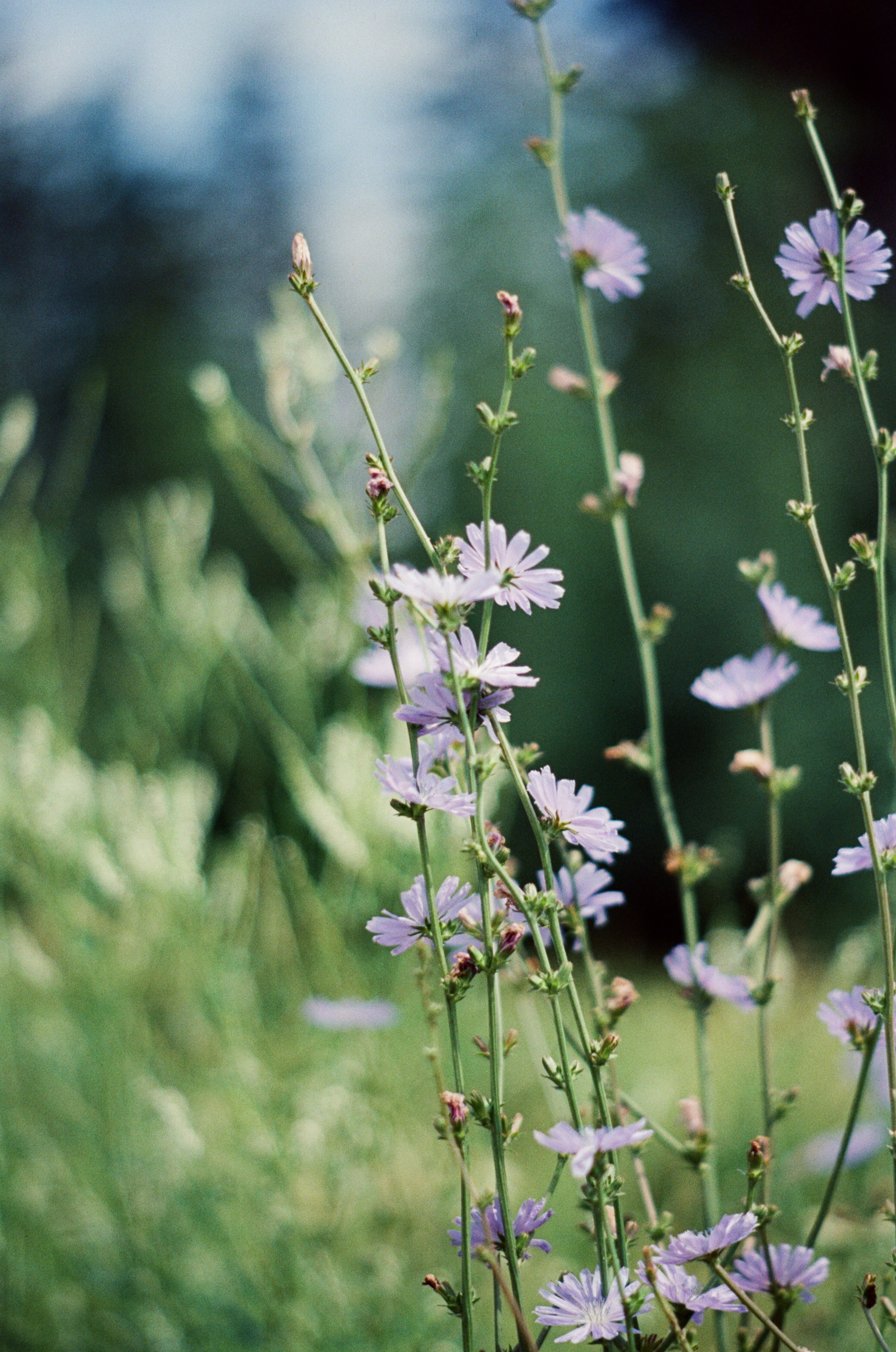Canon 33V — Minolta MC Rokkor-PF 85 mm f1.7 | SFL 200T | июль 2025 г