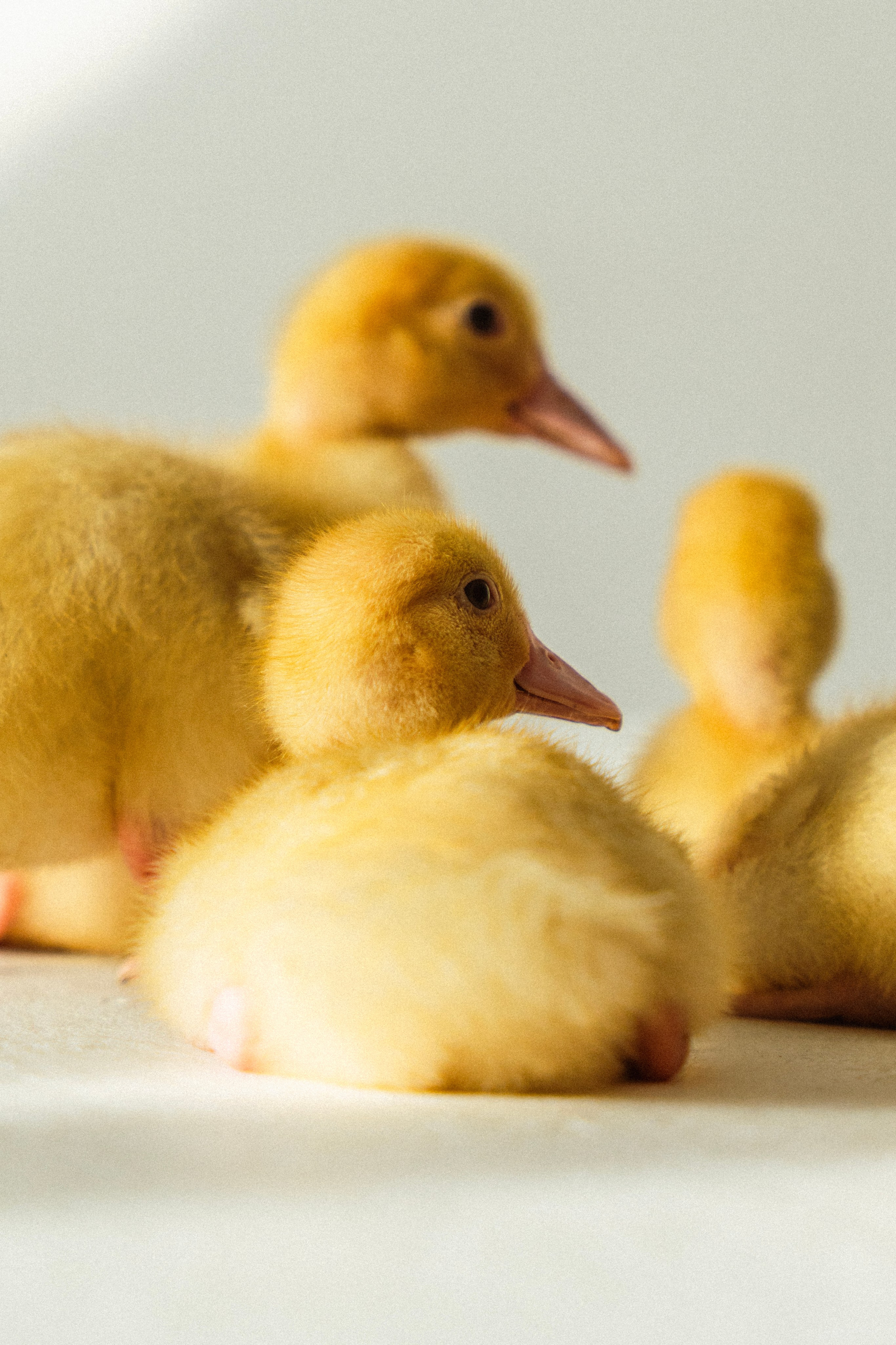 Немного Утят. Главная