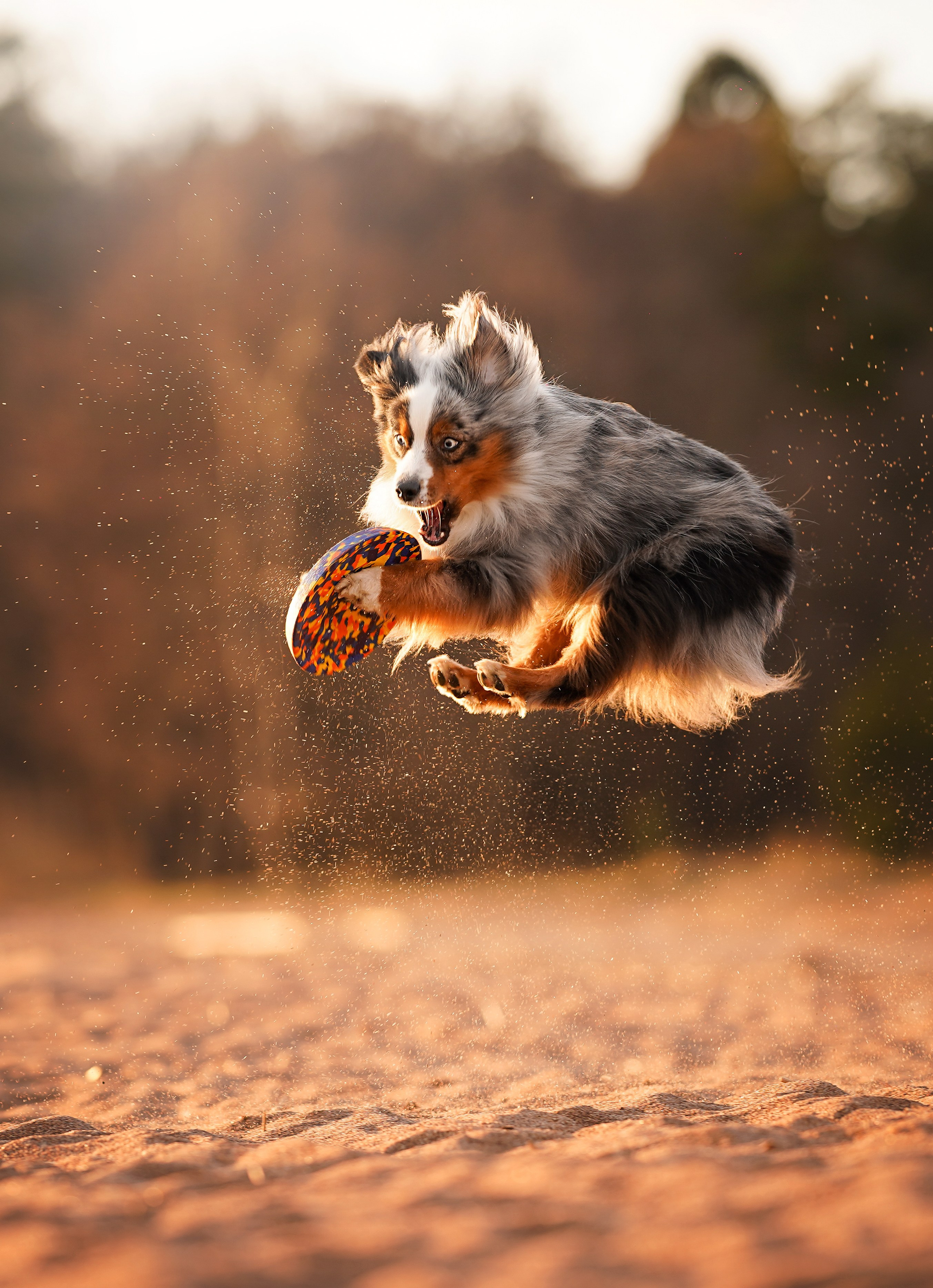 Алиса и Джокер. Фотограф-анималист в Санкт-Петербурге Яна Мартынова