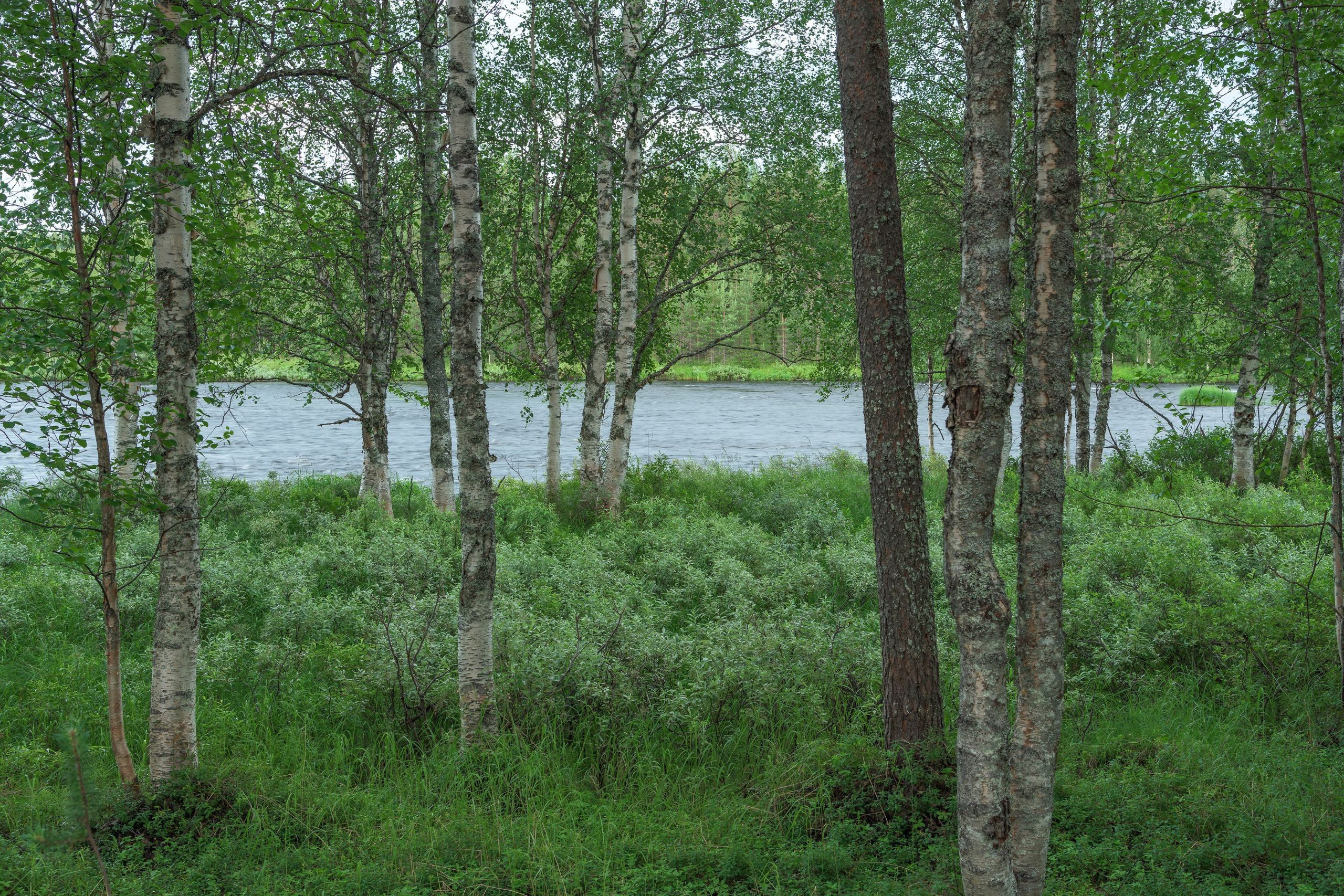 Лето. Северные Ночи