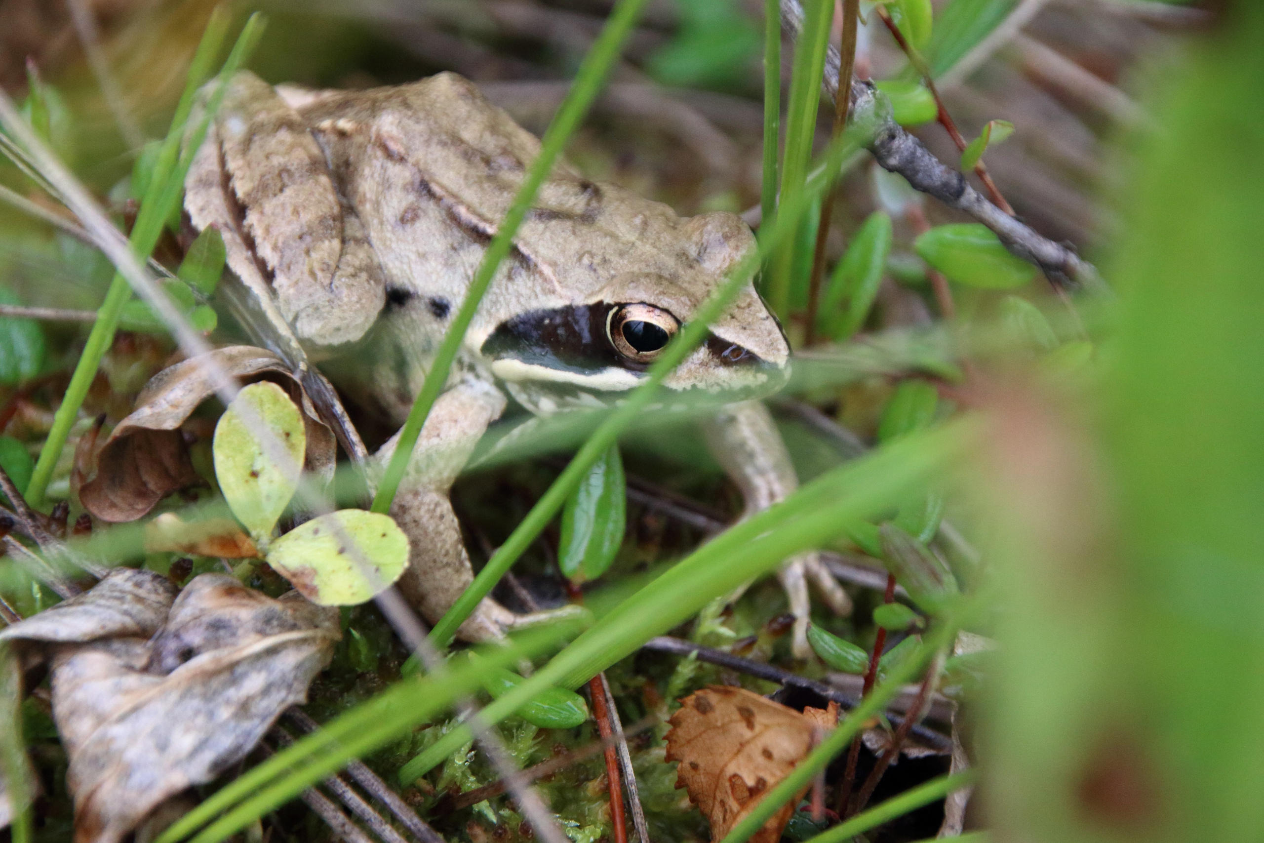27.08.2019 Фотопленэр на болоте Самарская обл., Шигонский р-н. Фотообъединение Самарского областного отделения Союза журналистов России