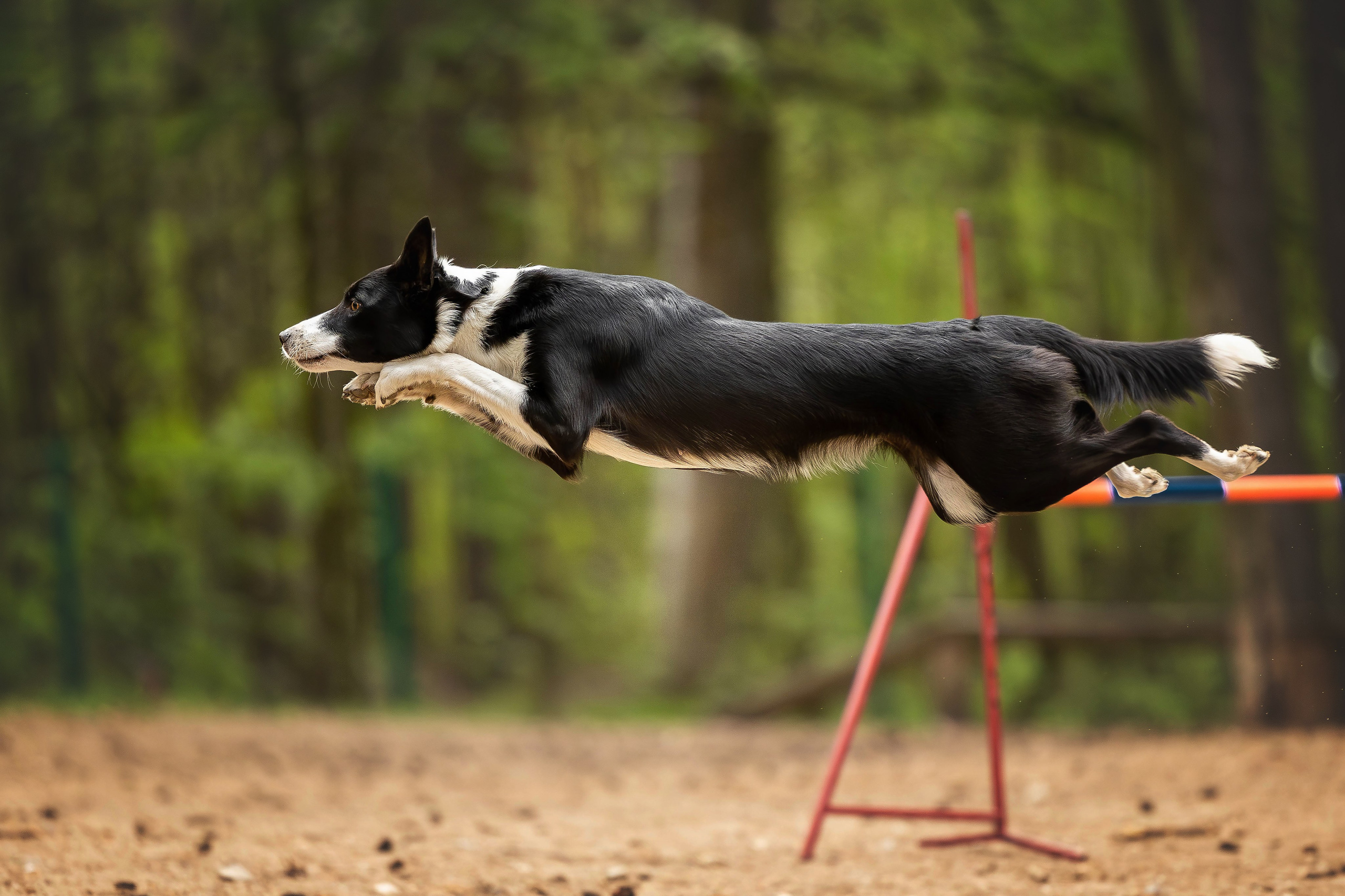 Тренировка аджилити. Фотограф Анималист в Перми Анастасия Остерман