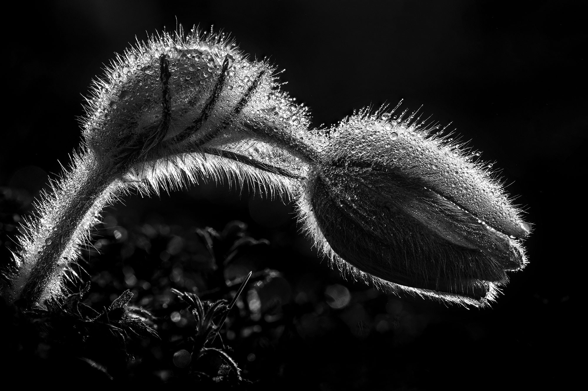 Весенний Крым 2026