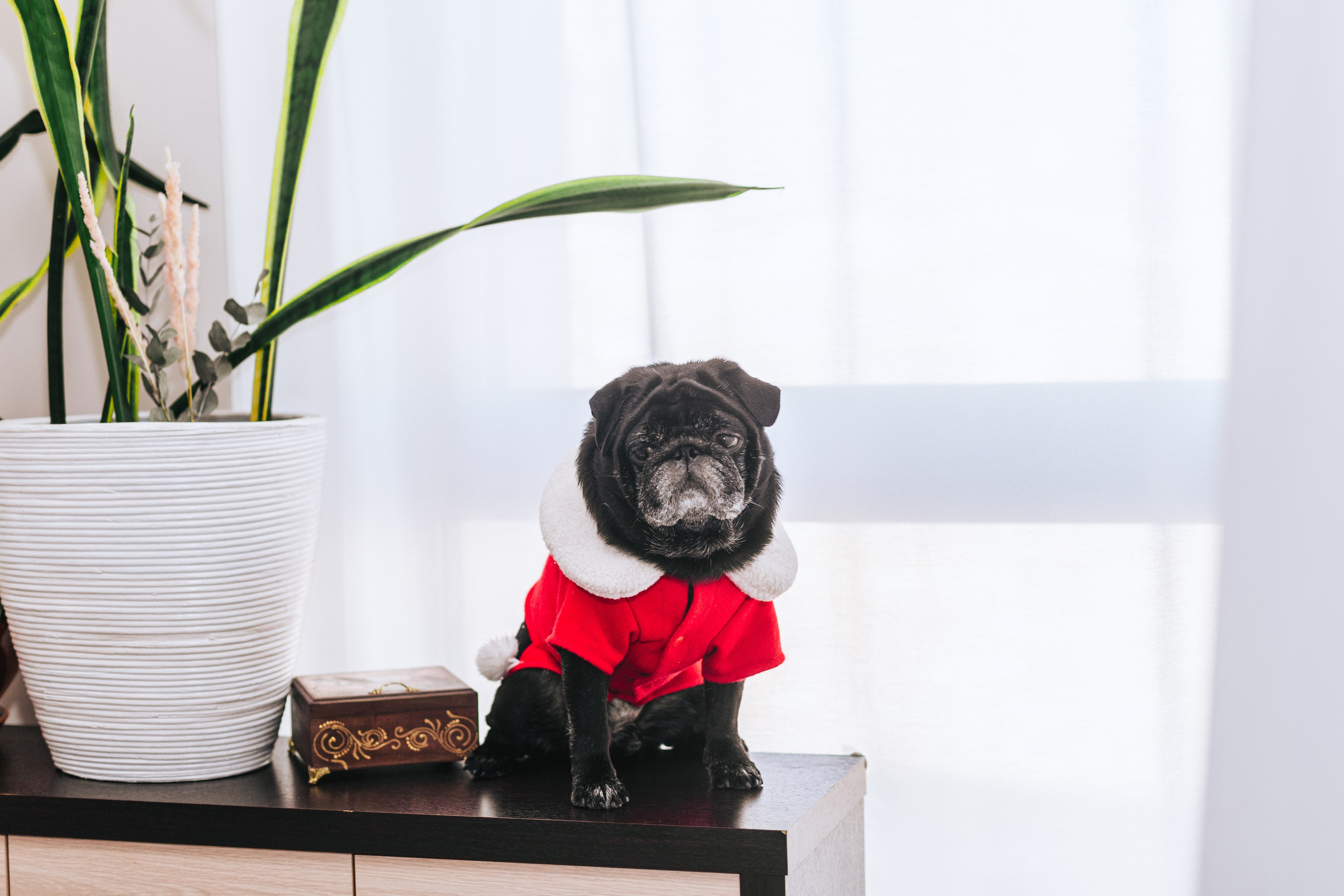 Домашняя фотосессия Оли и двух ее мопсов. Фотограф-анималист Татьяна Степанова