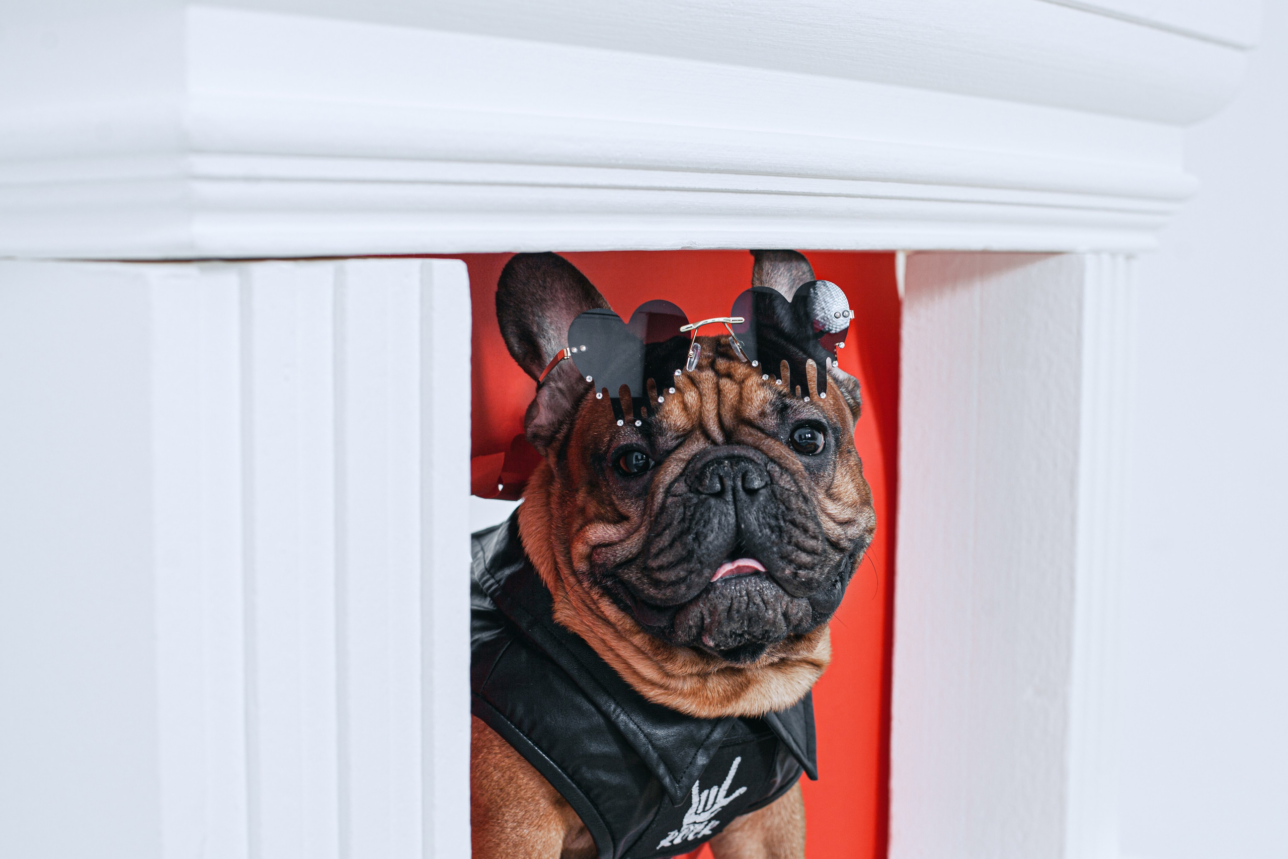 Пижамная вечеринка французских бульдогов и их хозяев. Фотограф-анималист Татьяна Степанова