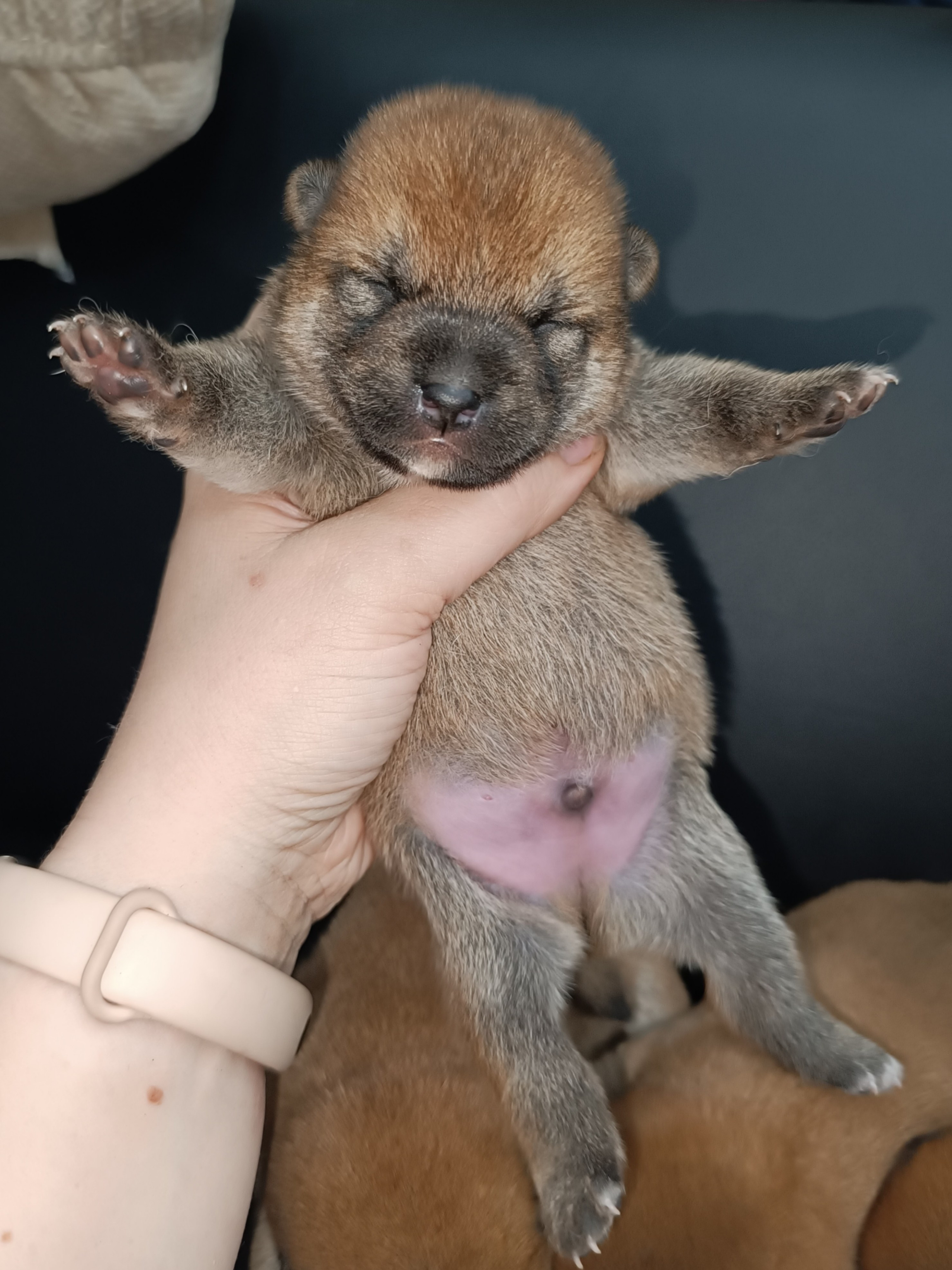 сиба питомник Рубилайт щенки на продажу rubylight  сиба щенки купить СПб Санкт-Петербург 