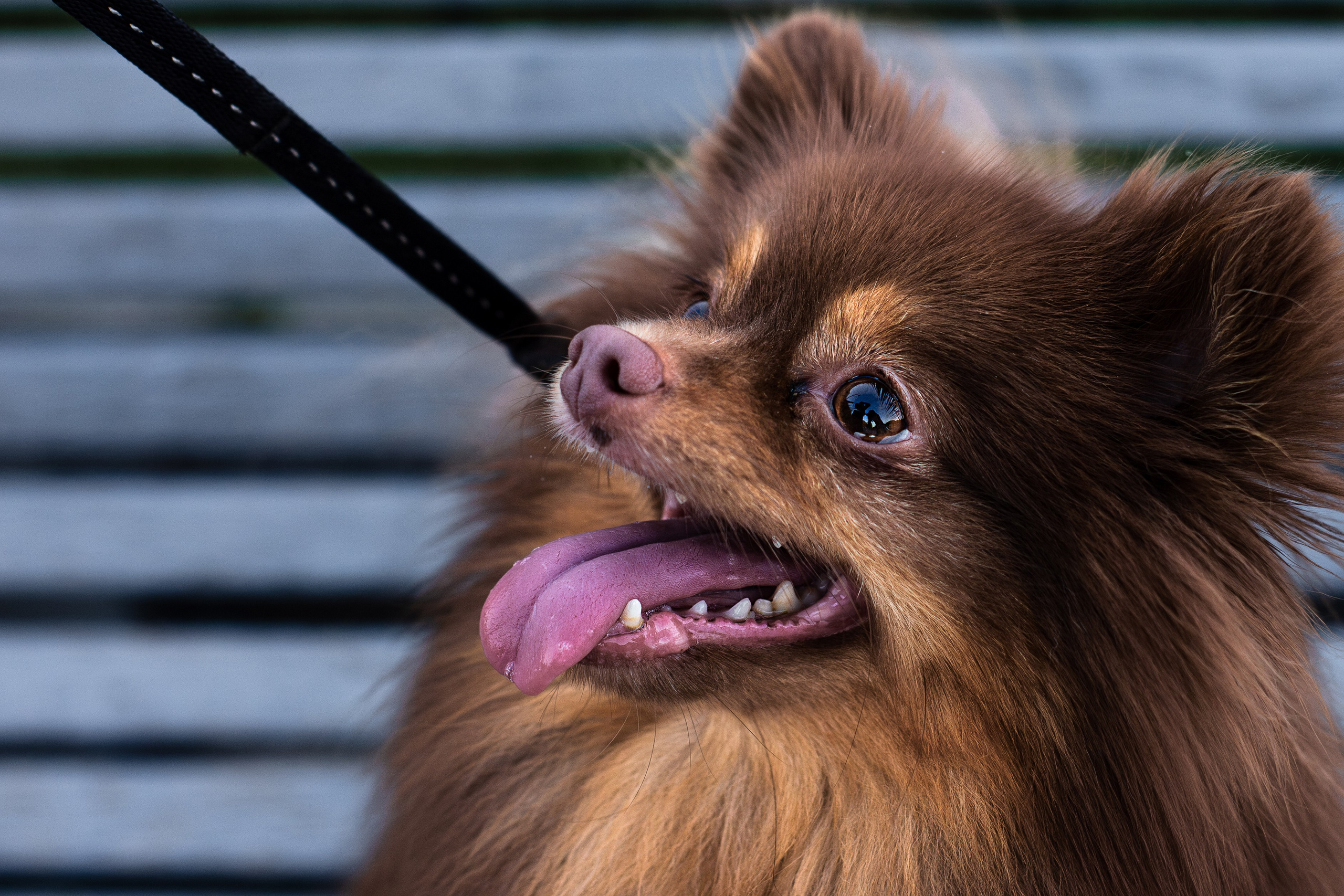 Настя и Жульен. Фотограф-анималист Мария Баркевич | Москва