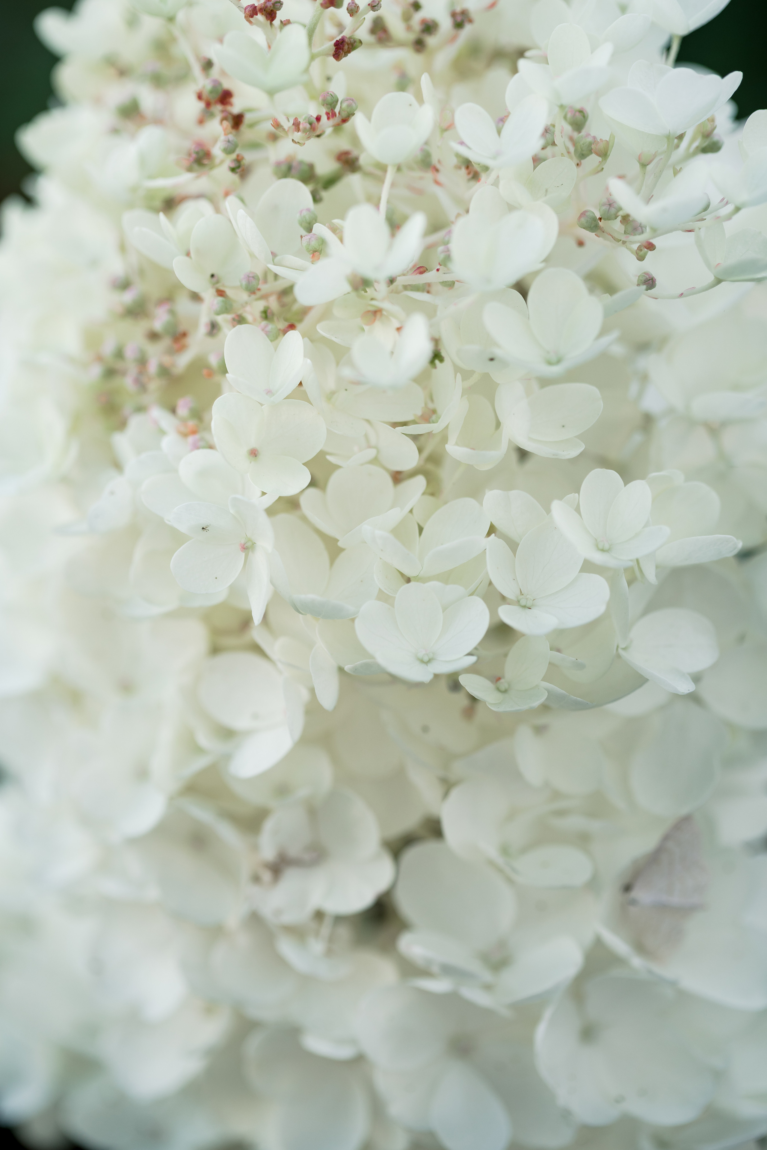 Контент-фотограф в Нижнем Новгороде Антошина Ольга