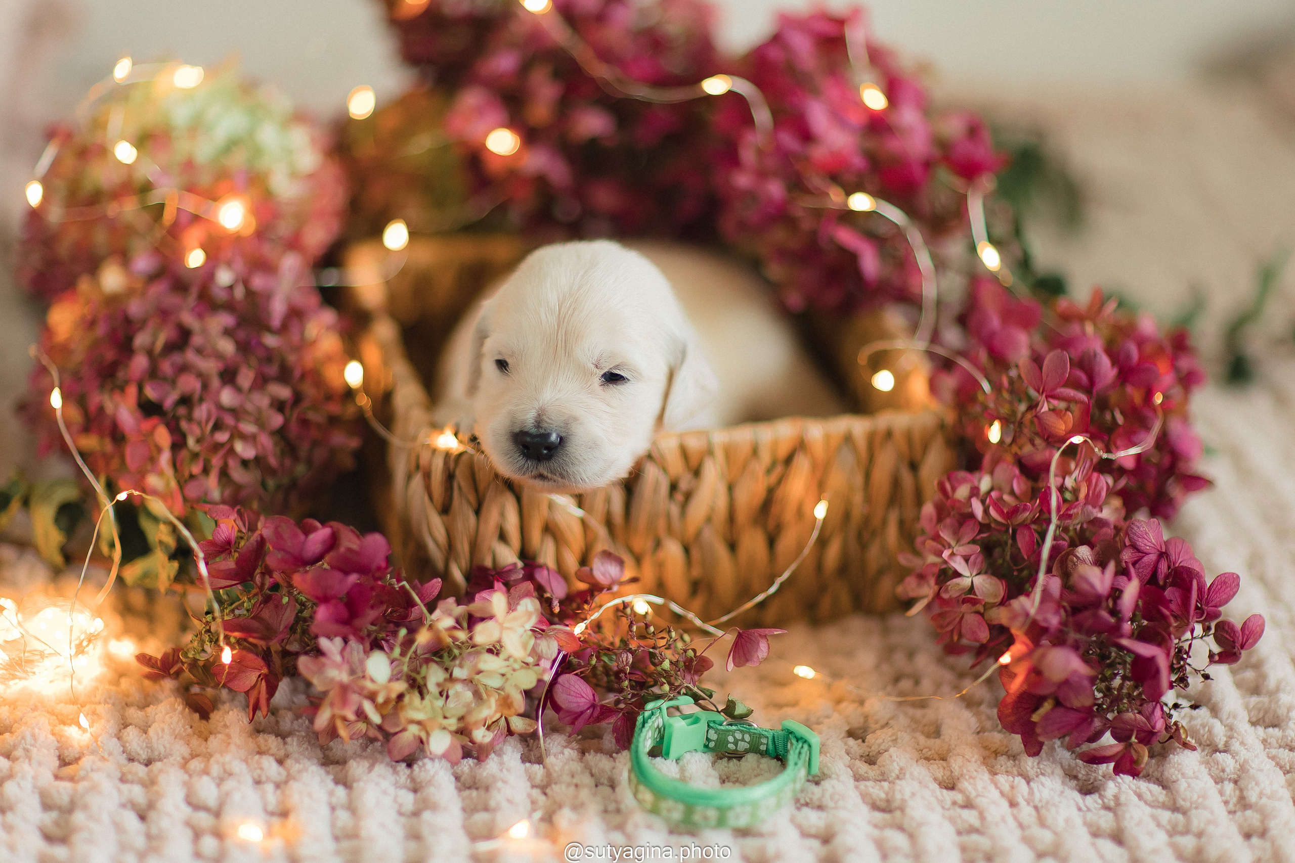 Зеленая лента. Свадебный и женский фотограф