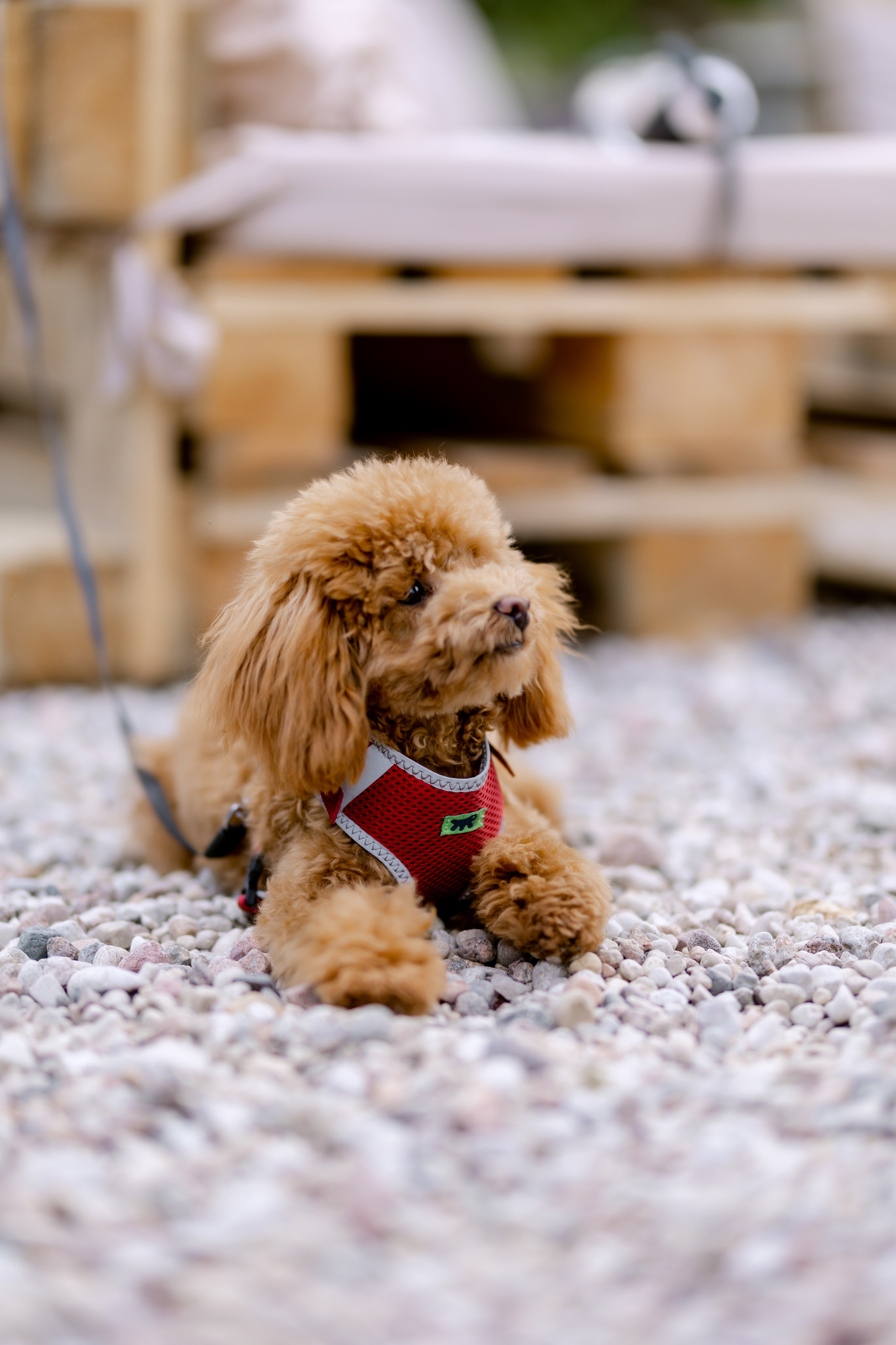 Василий & Дарья. Организатор Дюбайло Анастасия. Главная